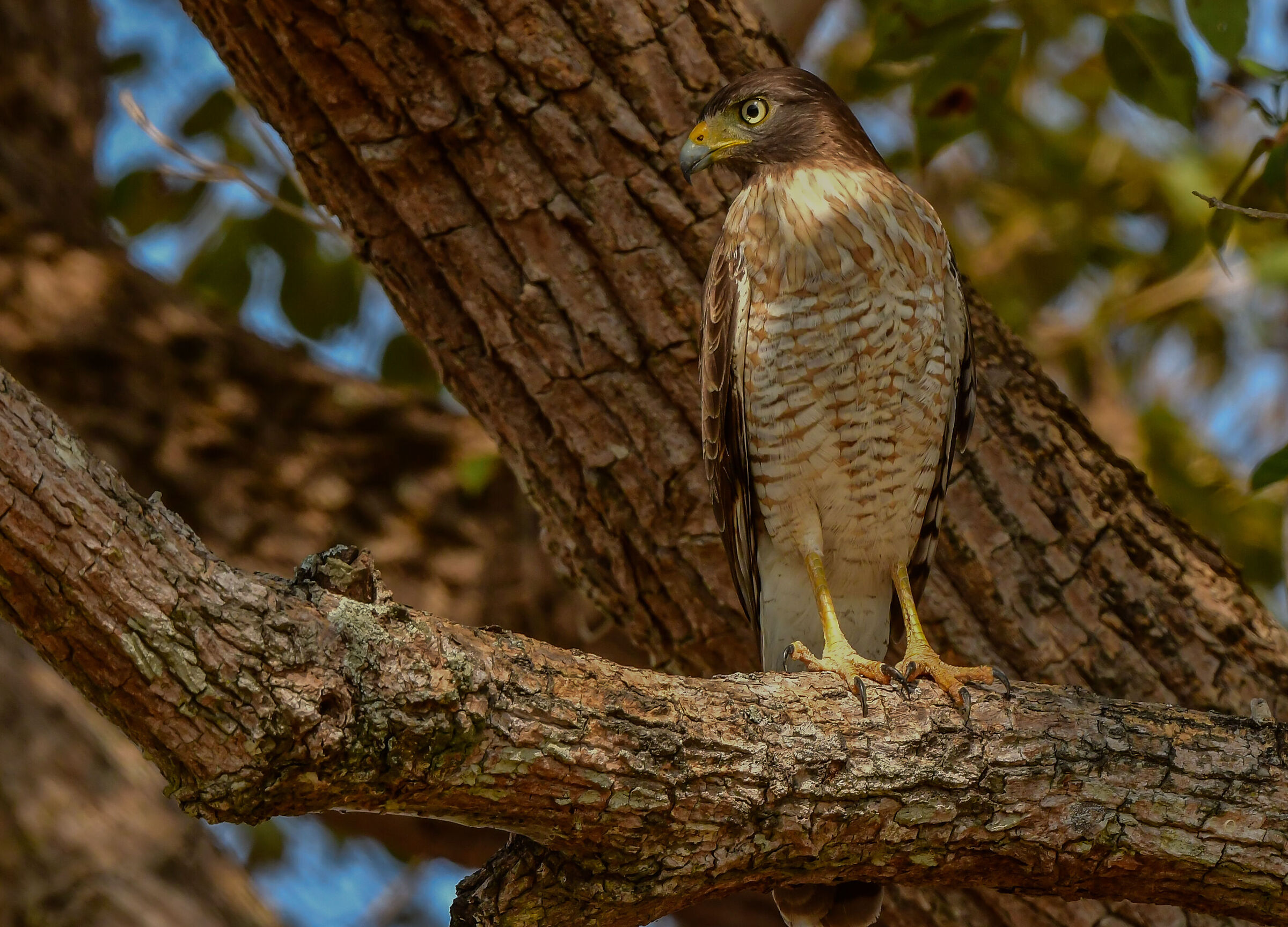 The buzzard with a big-billed buzzard