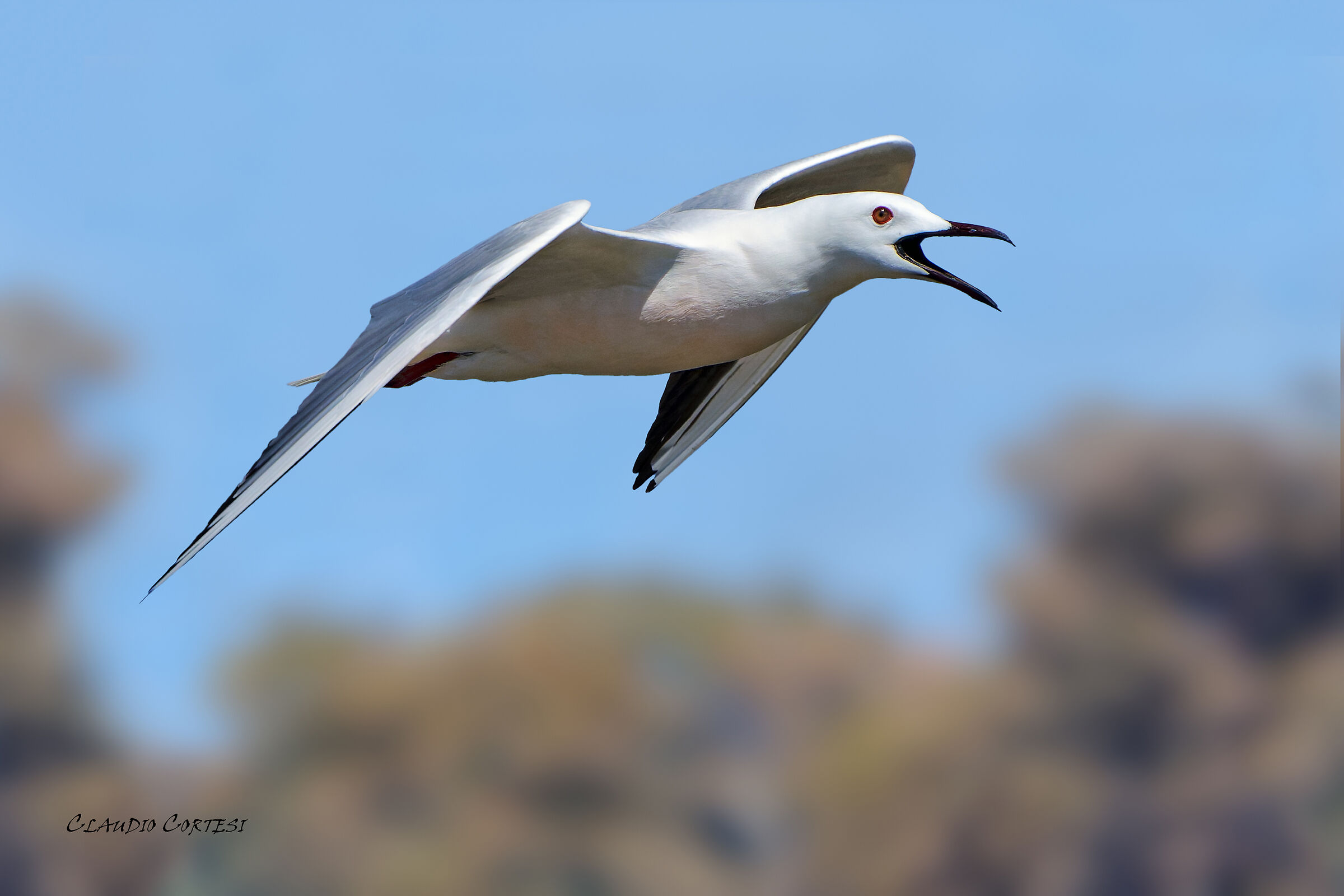 Rosy gull