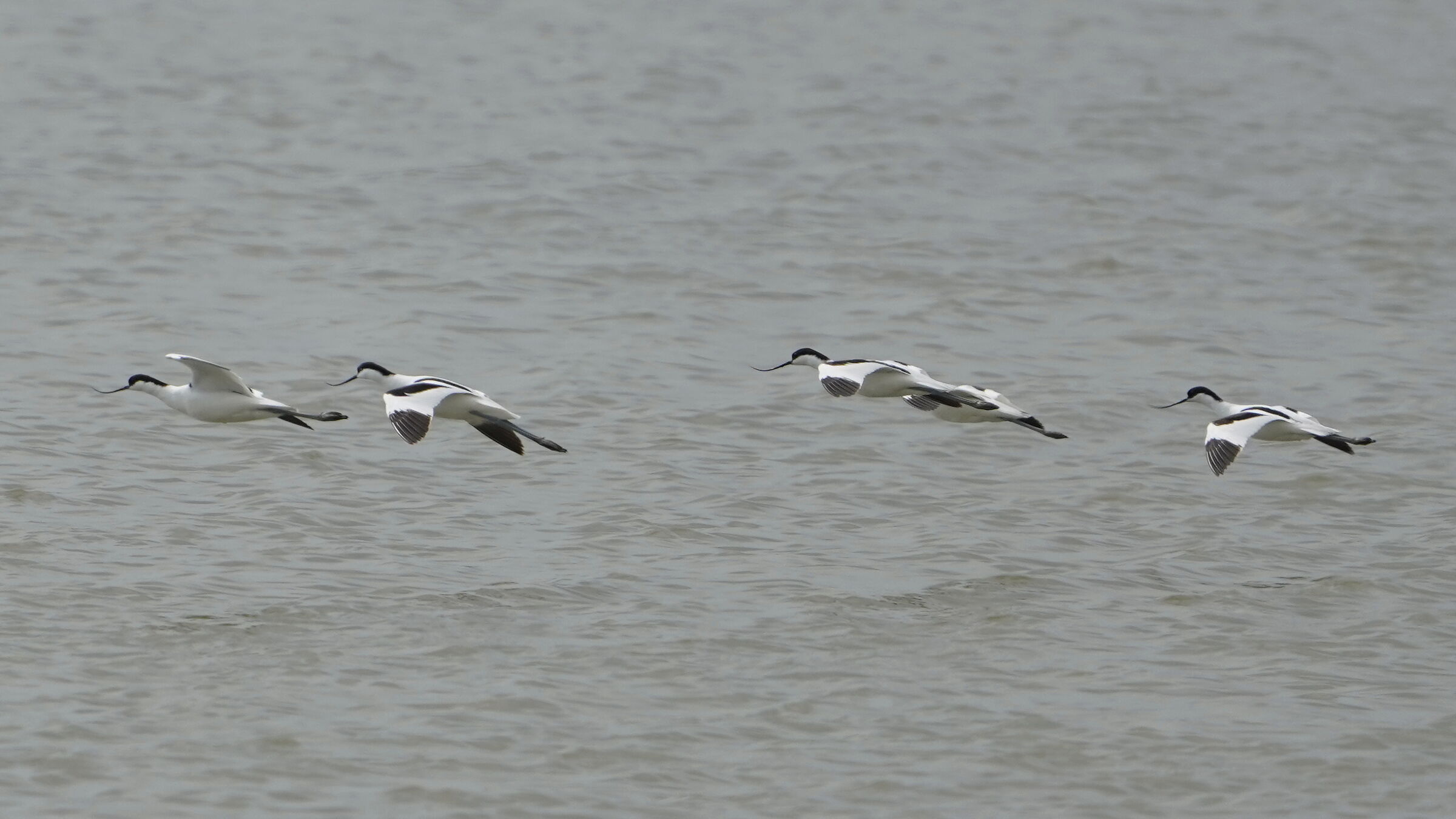 avocette in volo