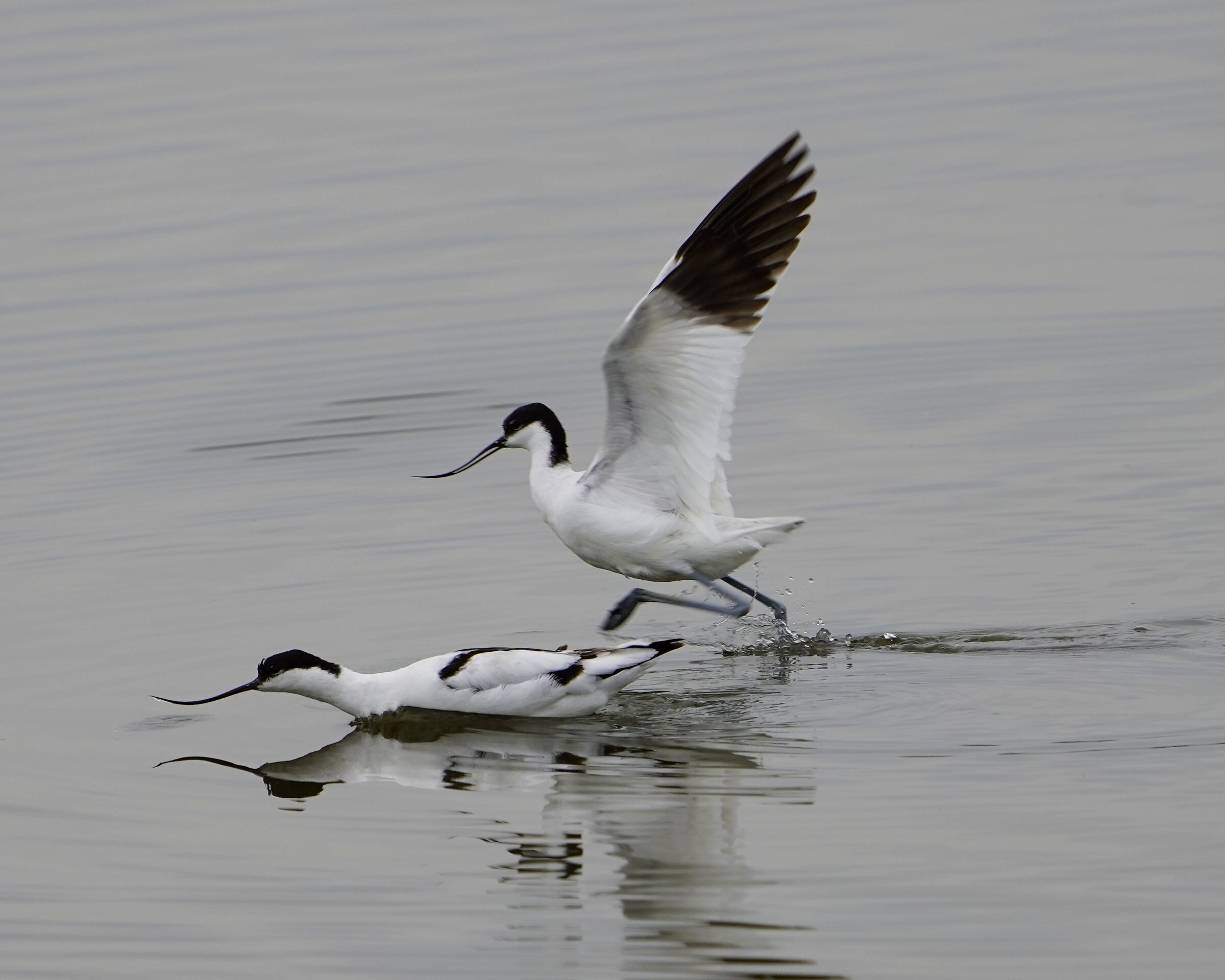 avocette copula1