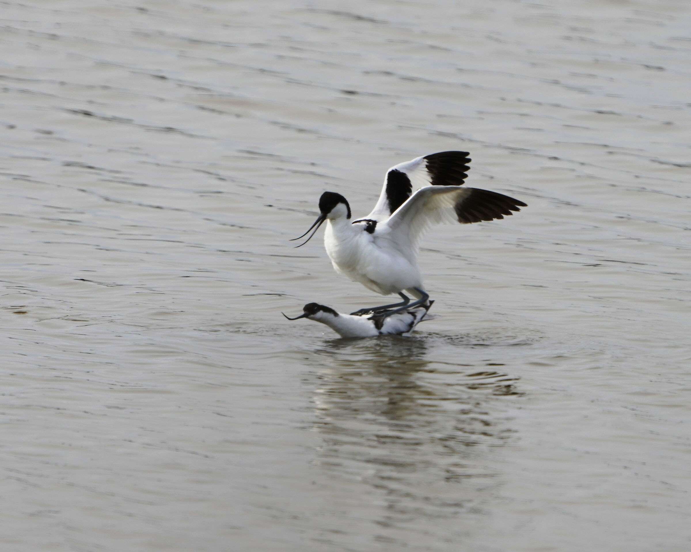 avocette copula2