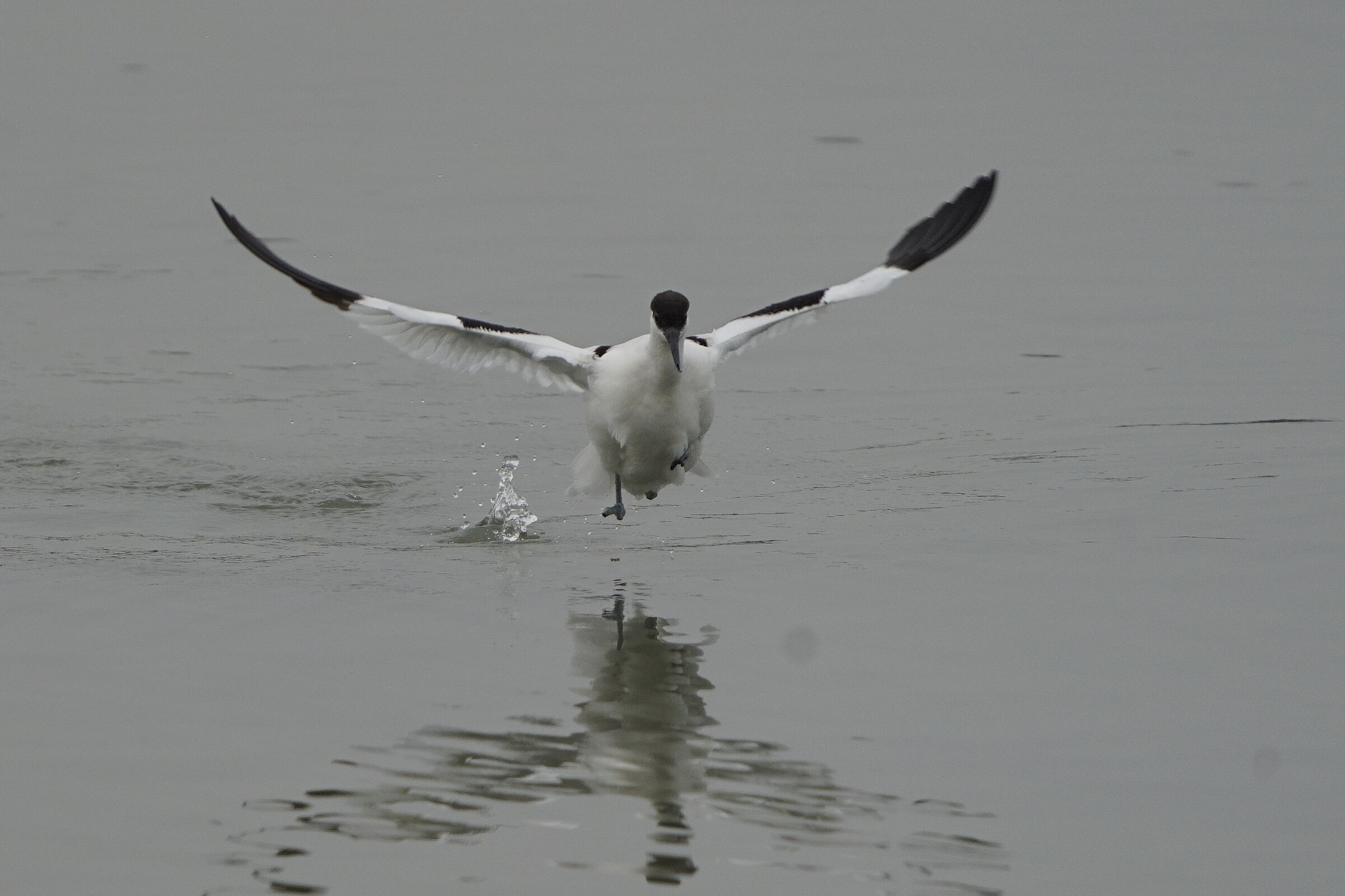 avocetta in atterraggio
