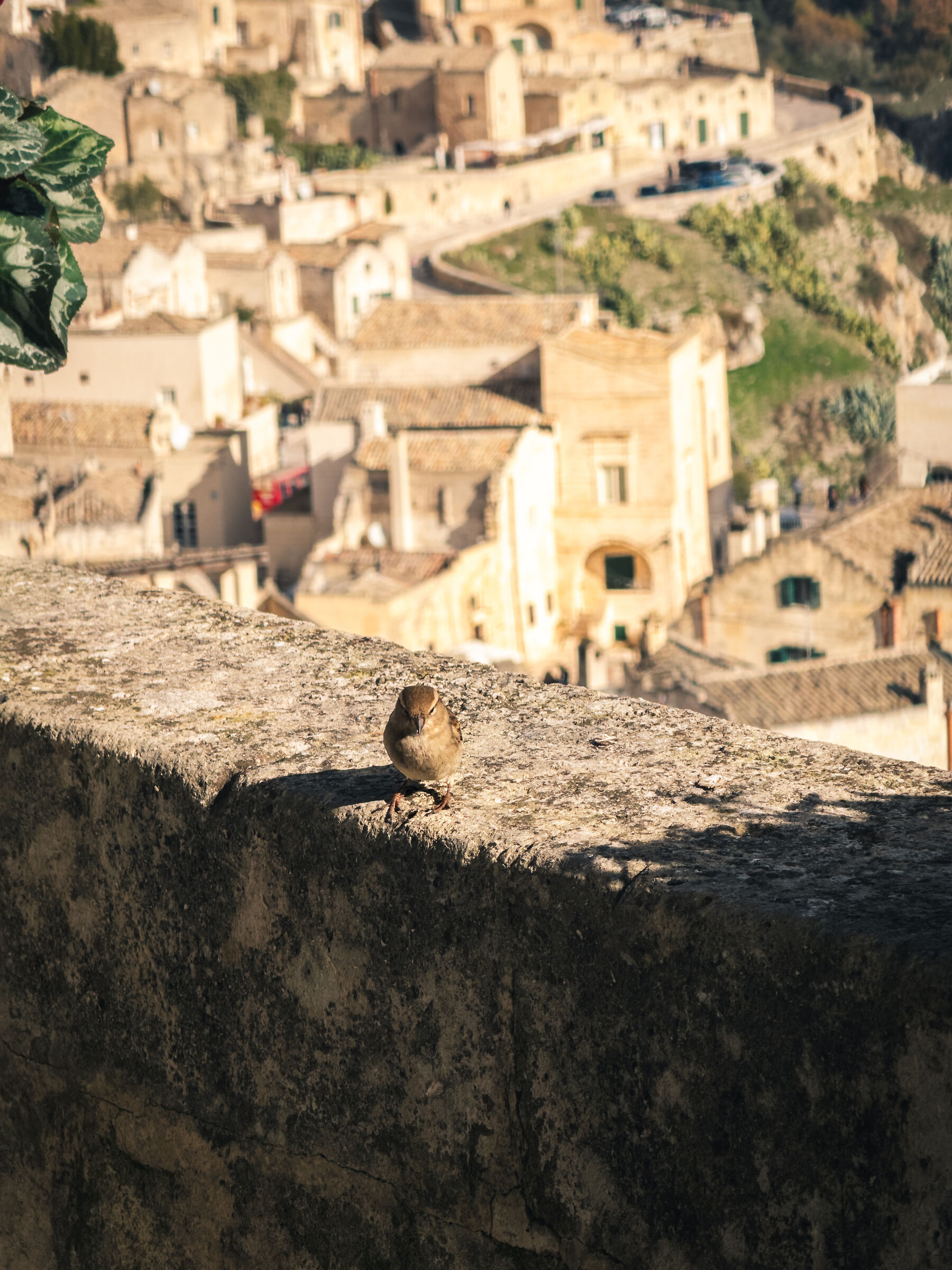Figure a matera
