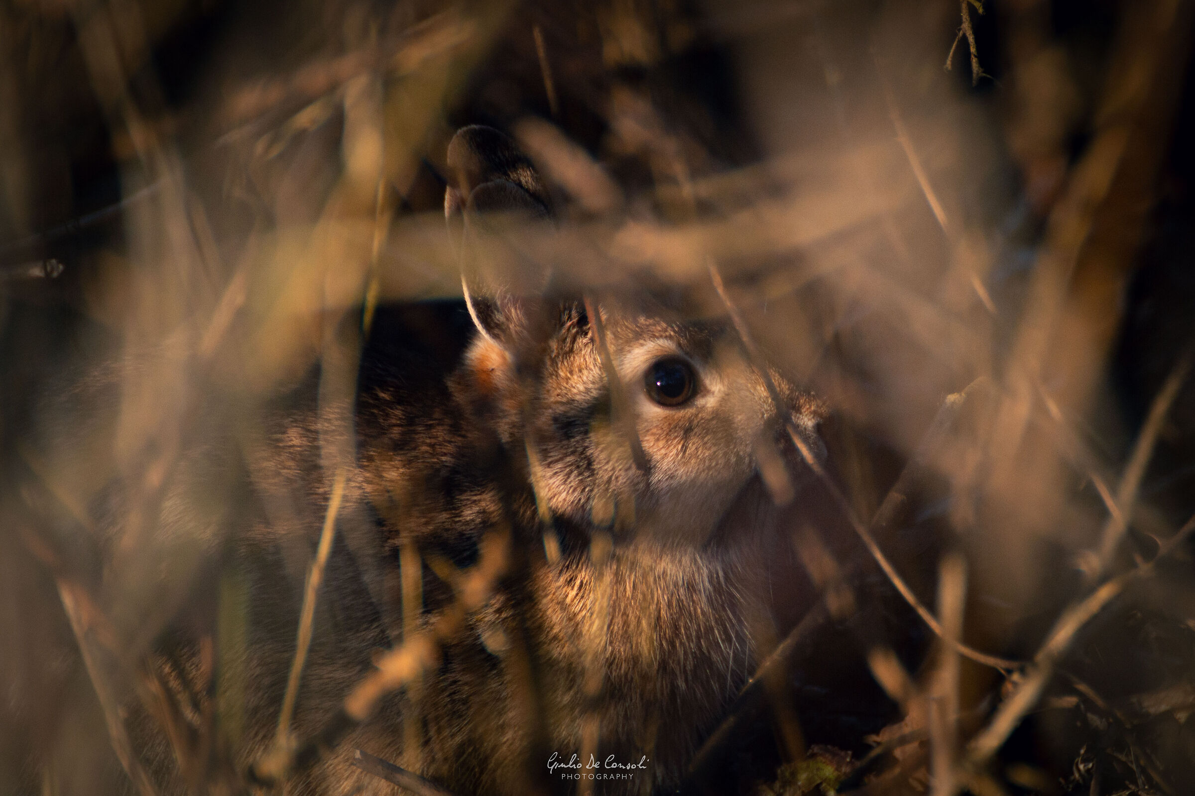 Lepre nel sottobosco