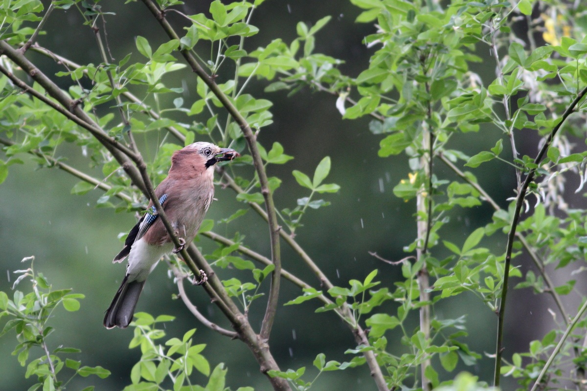 A caccia sotto la pioggia