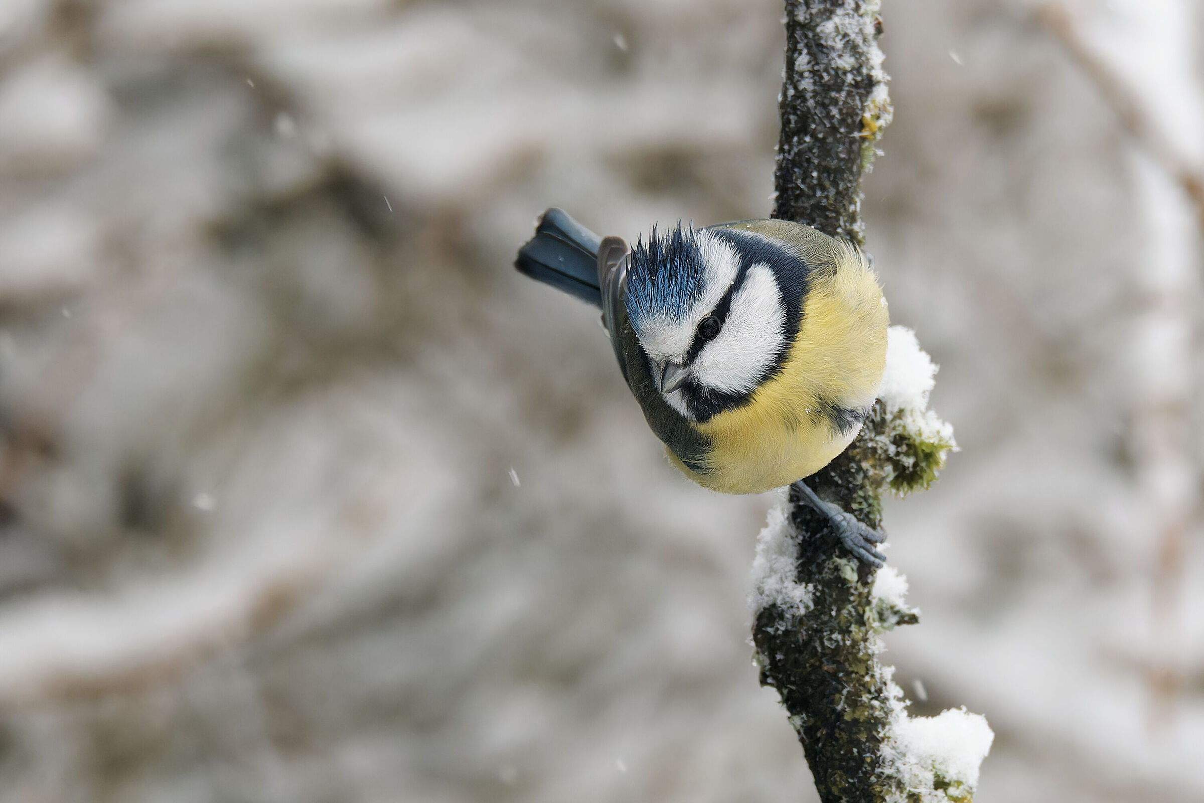 Blue tit in the snow