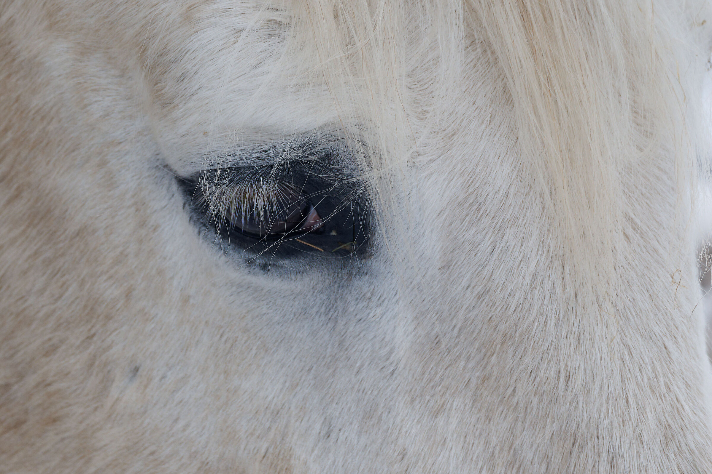 eye of a horse