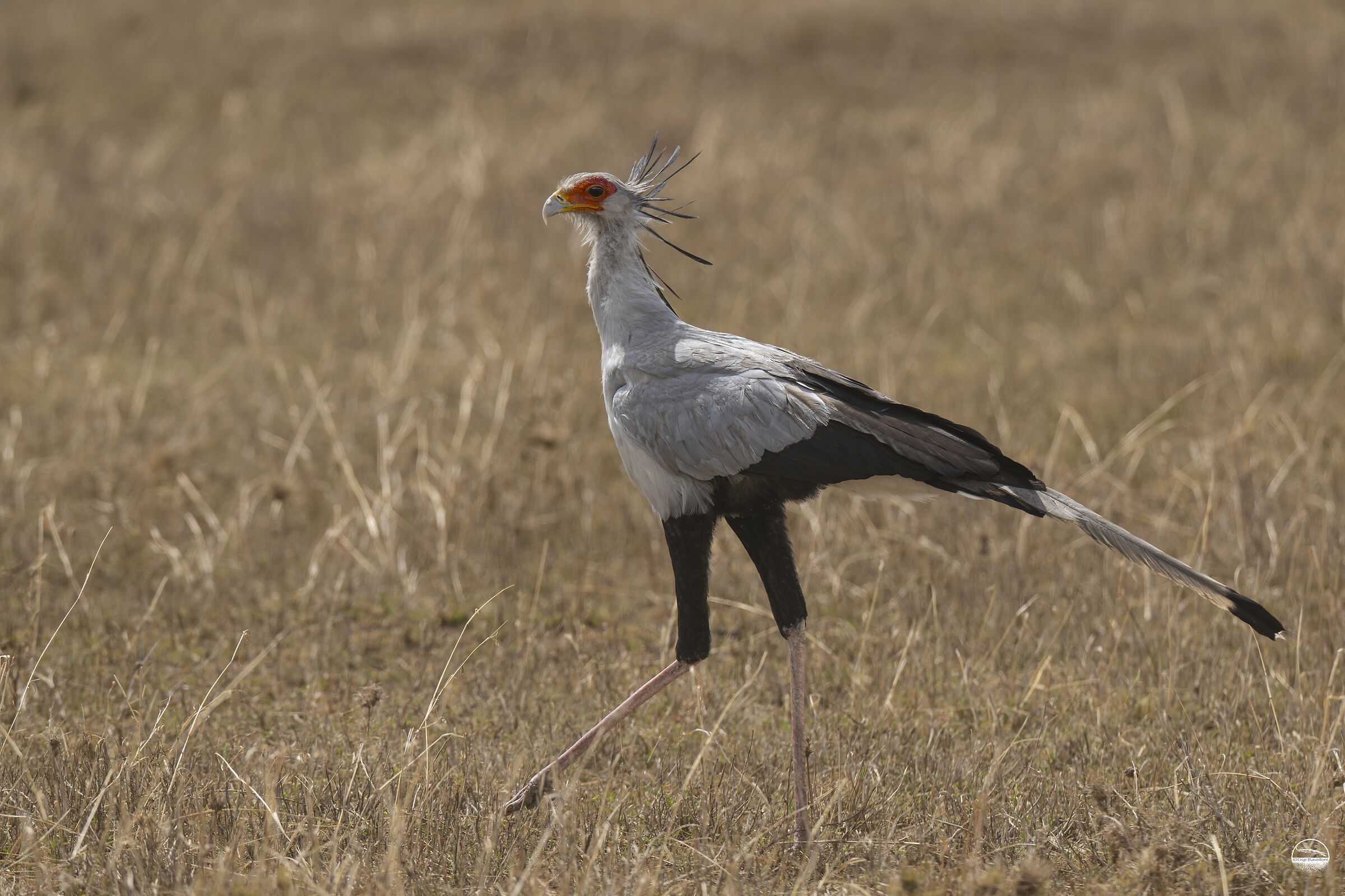 secretarybird