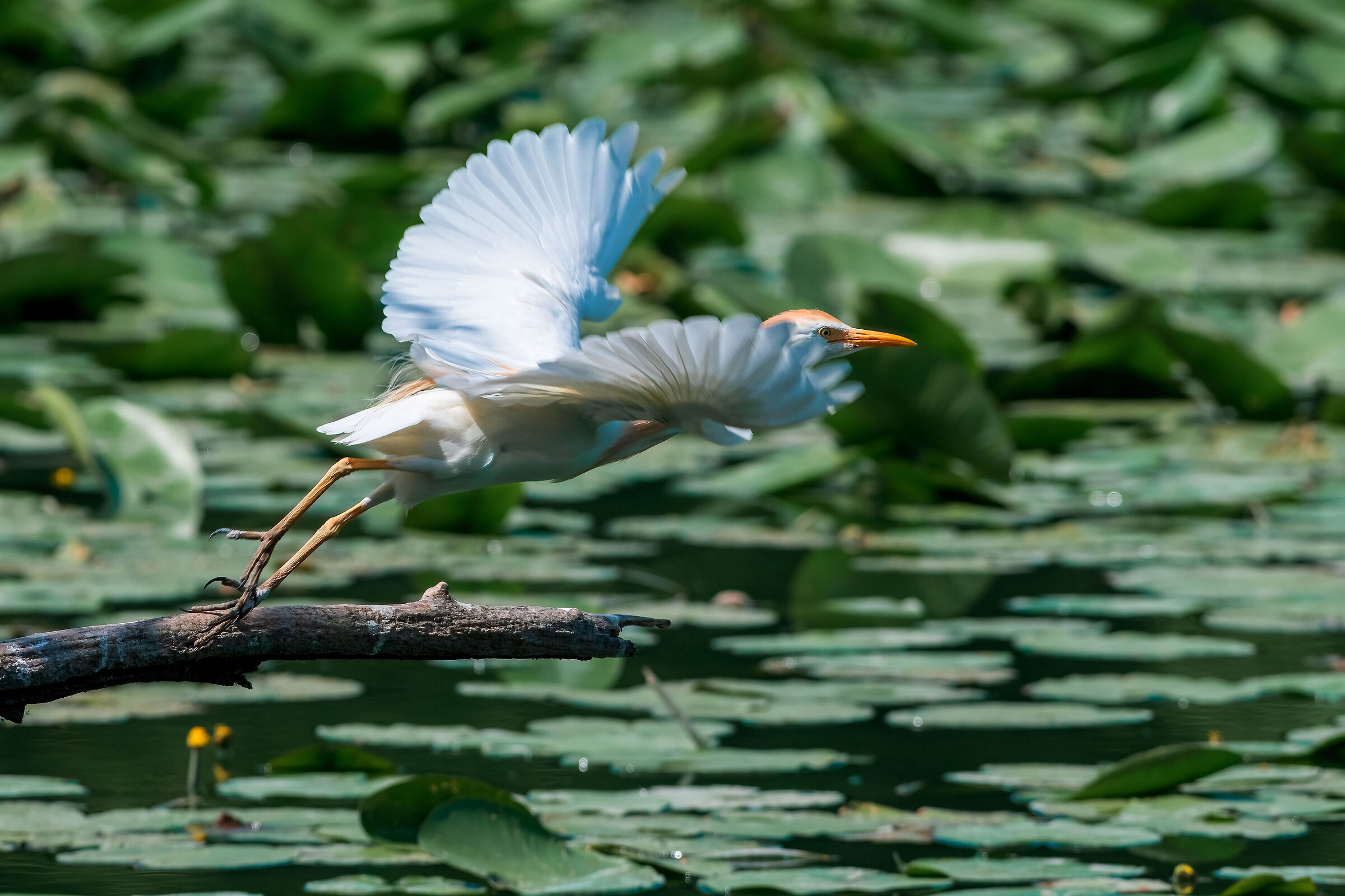 The detachment of the cattle egret