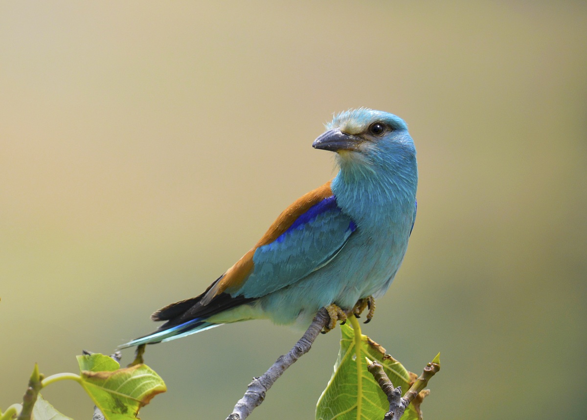the expectation of the European roller