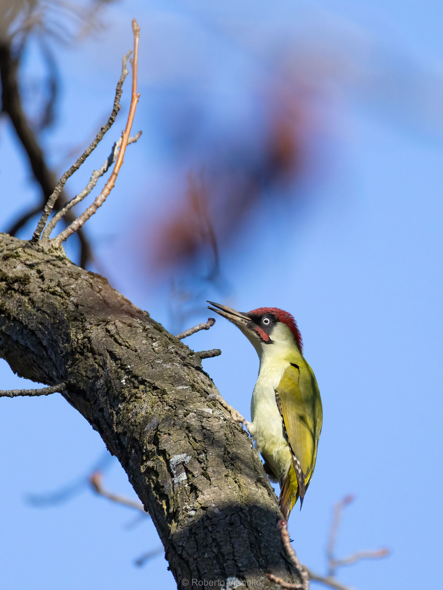Picchio verde maschio (Picus viridis)