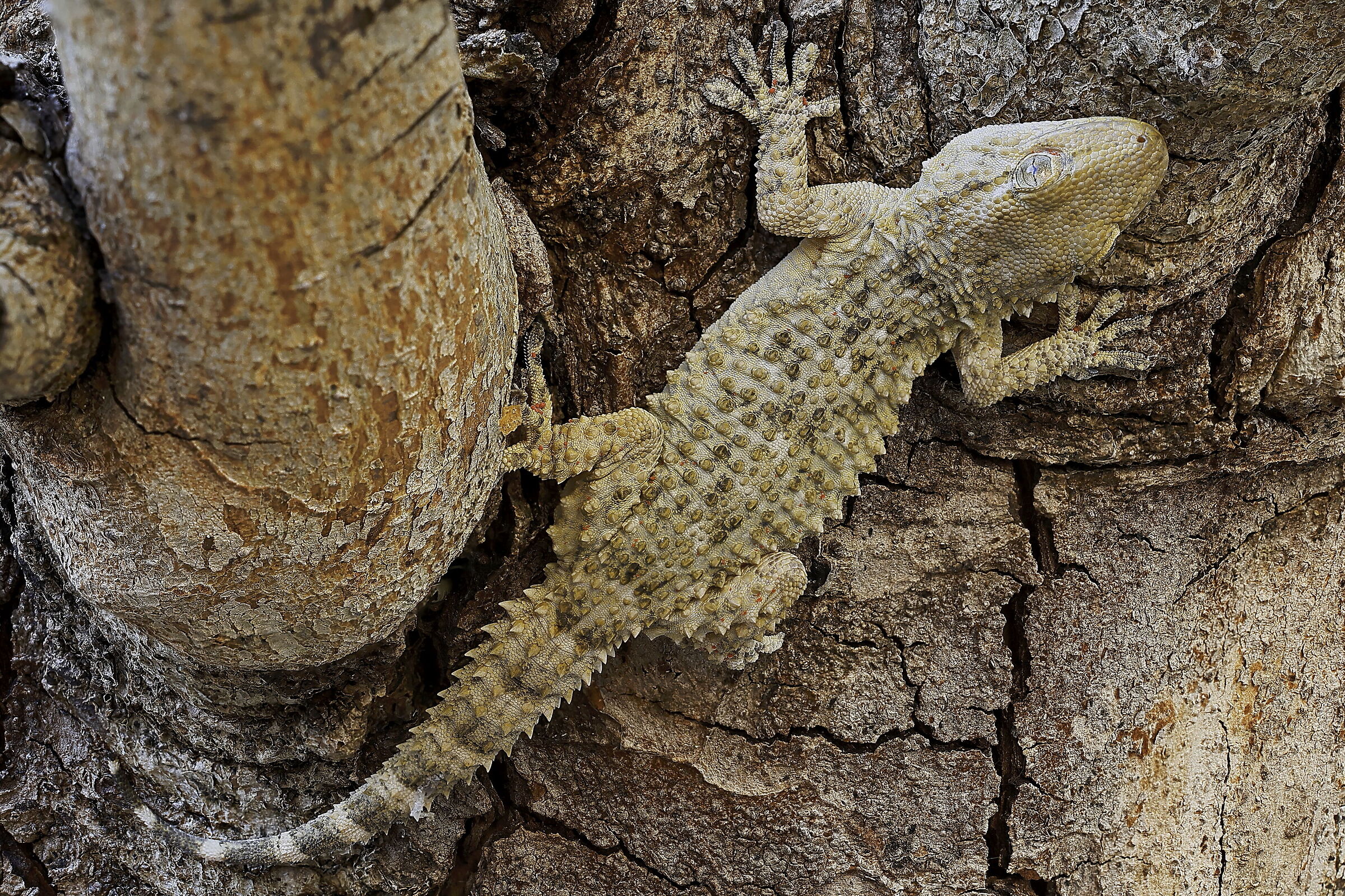 A Quiet Gecko