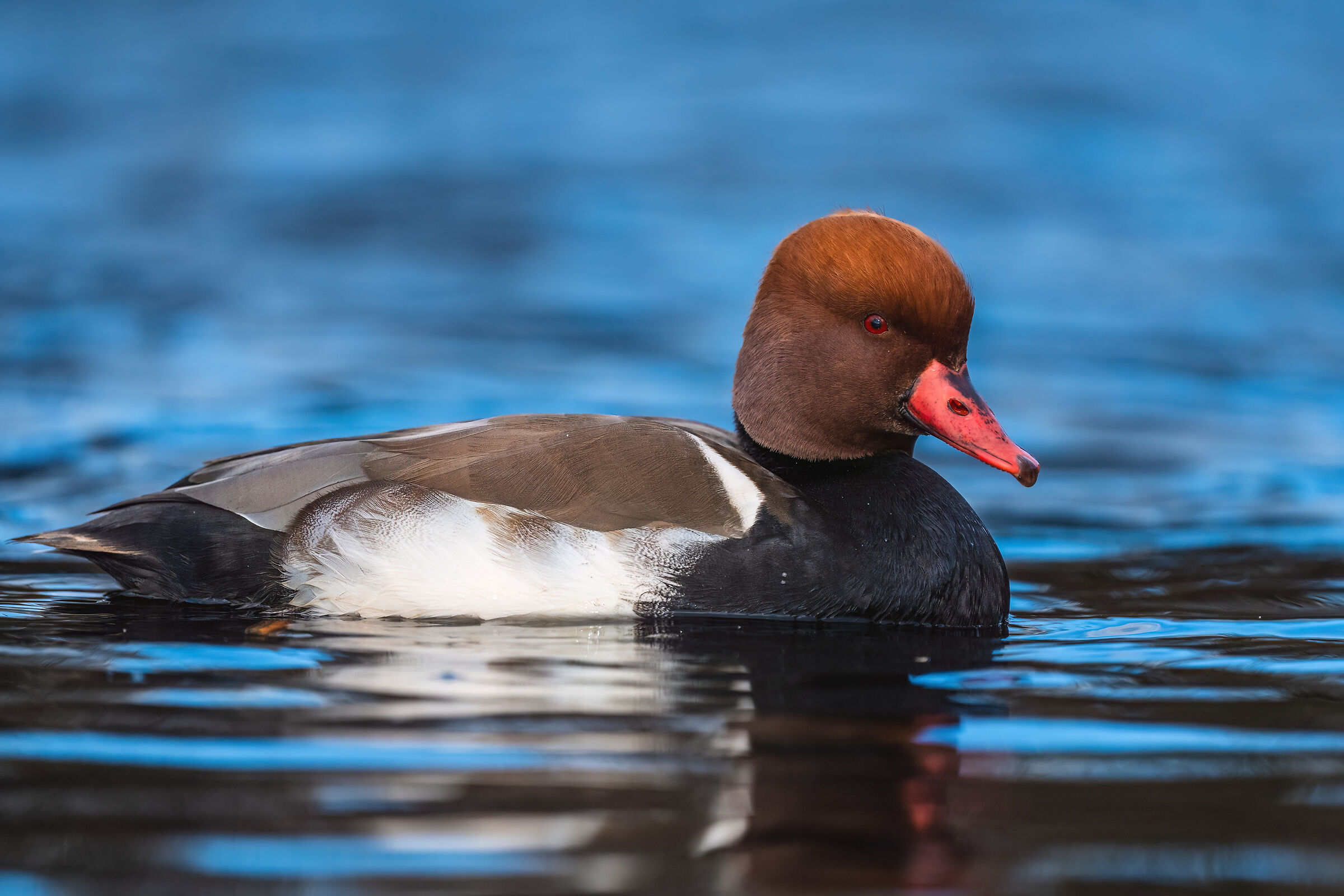 Red-crested pochard