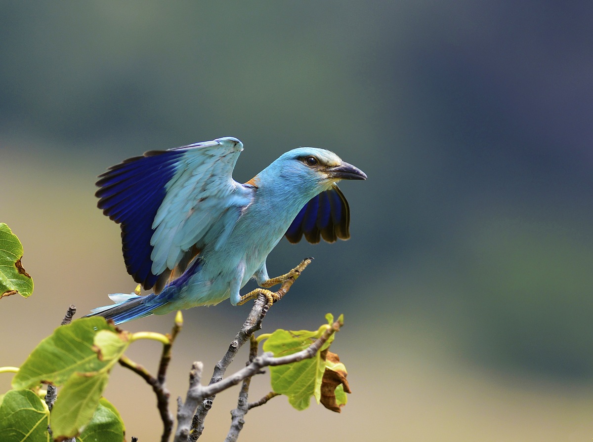 the arrival of European Roller