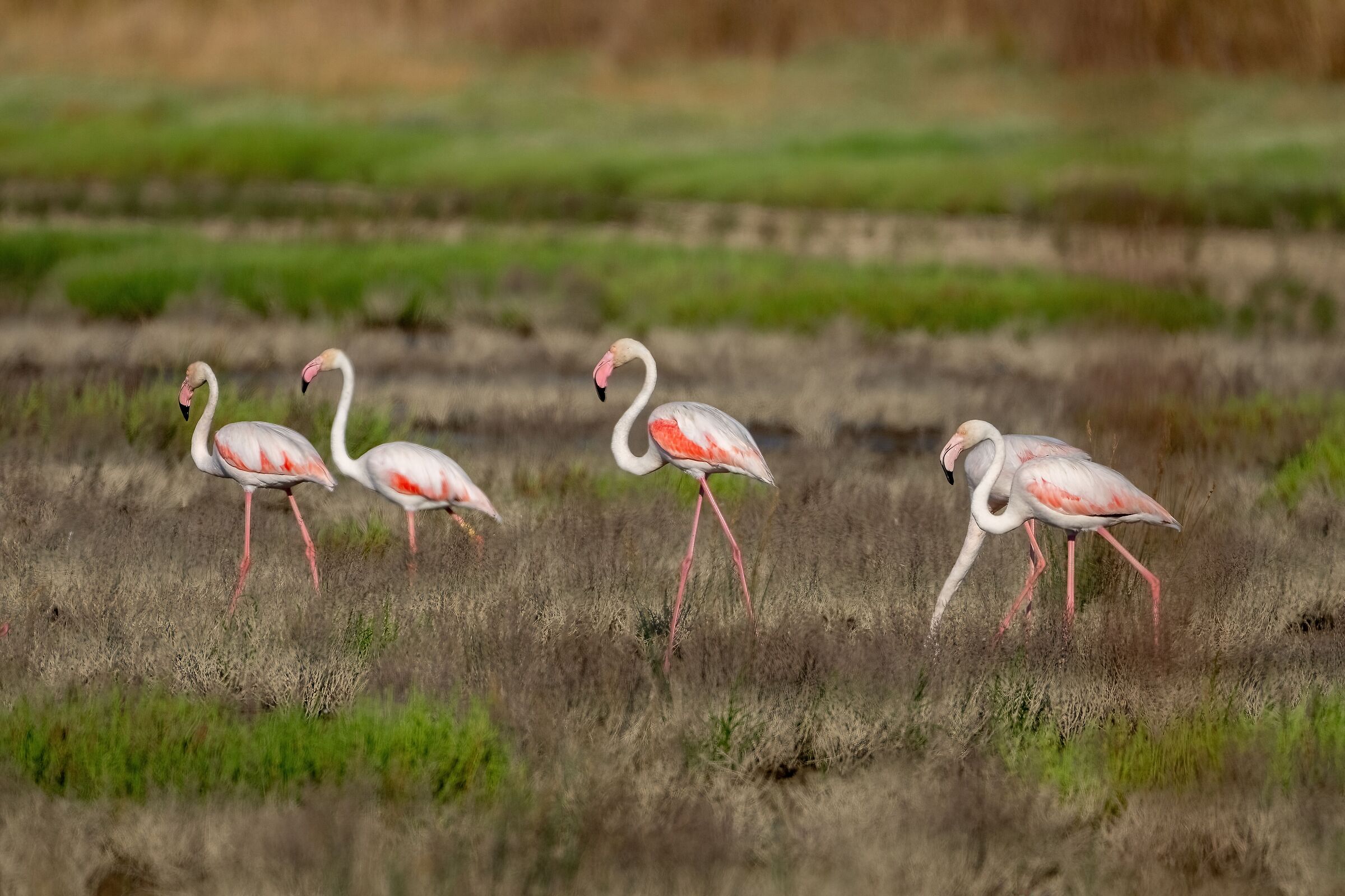 Fenicotteri rosa (Phoenicopterus roseus)