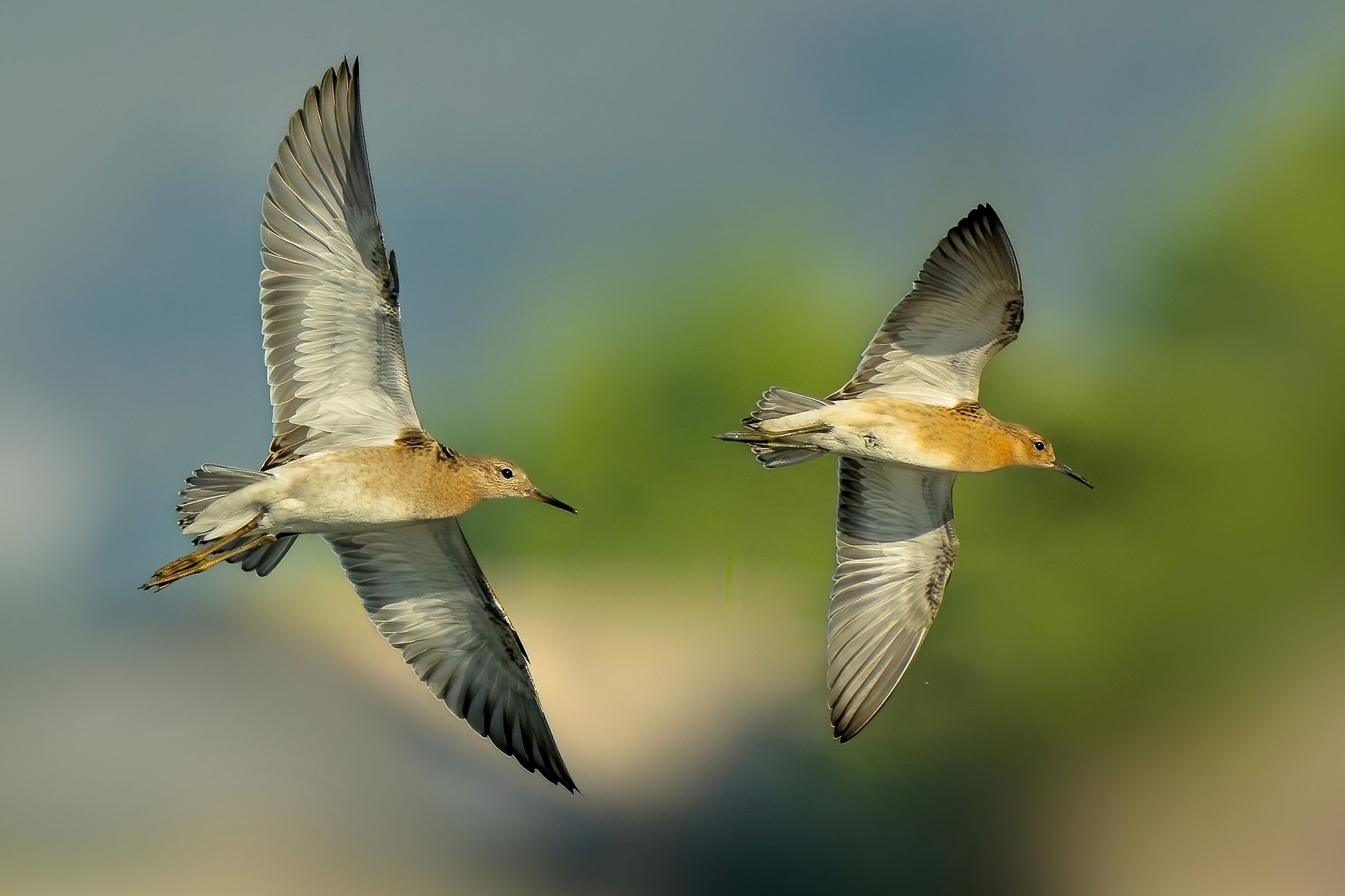 Fighters (Philomachus pugnax)