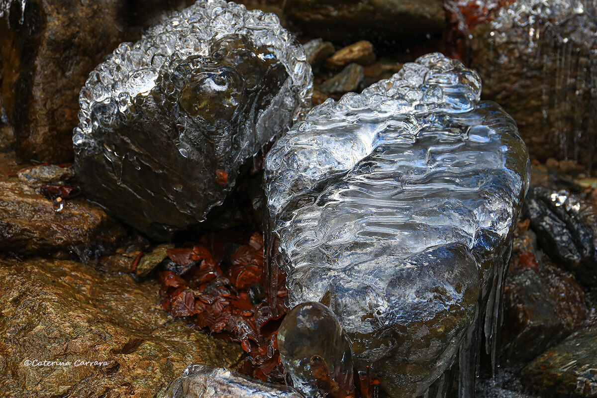 The silver of the forest.