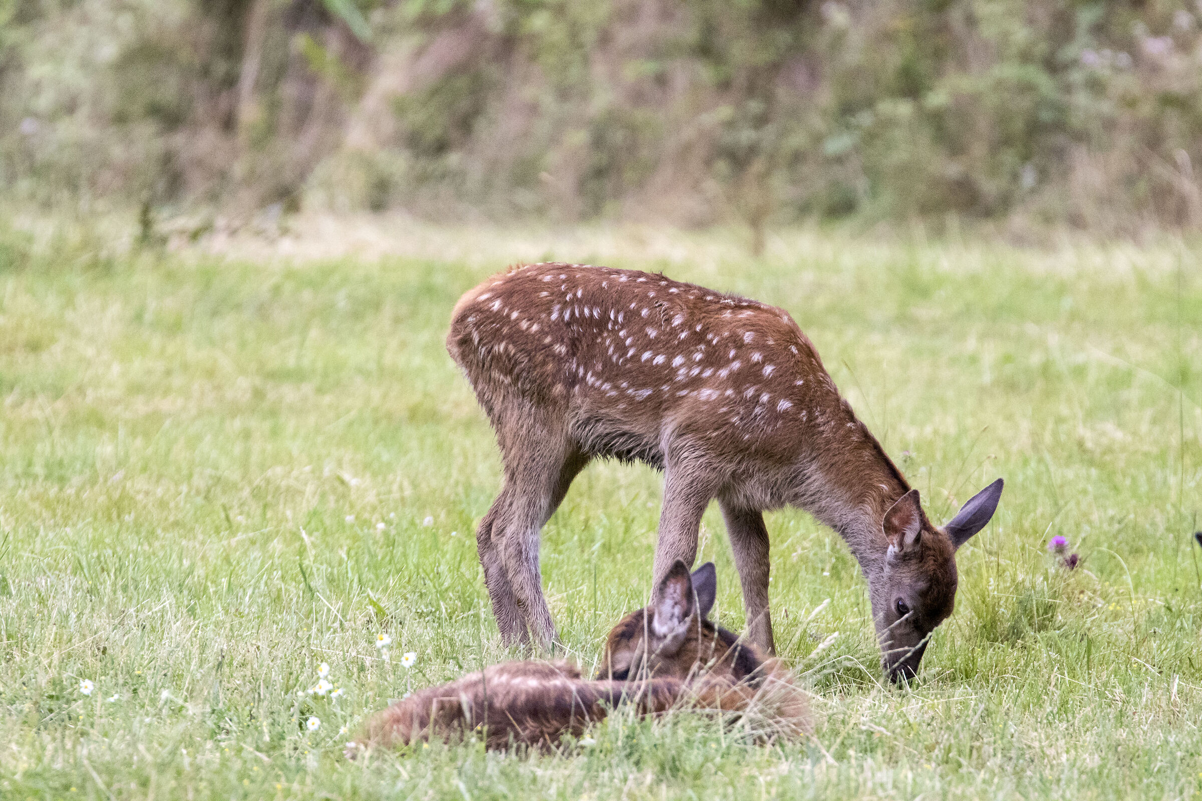 Fawns (Abruzzo, Lazio and Molise National Park)