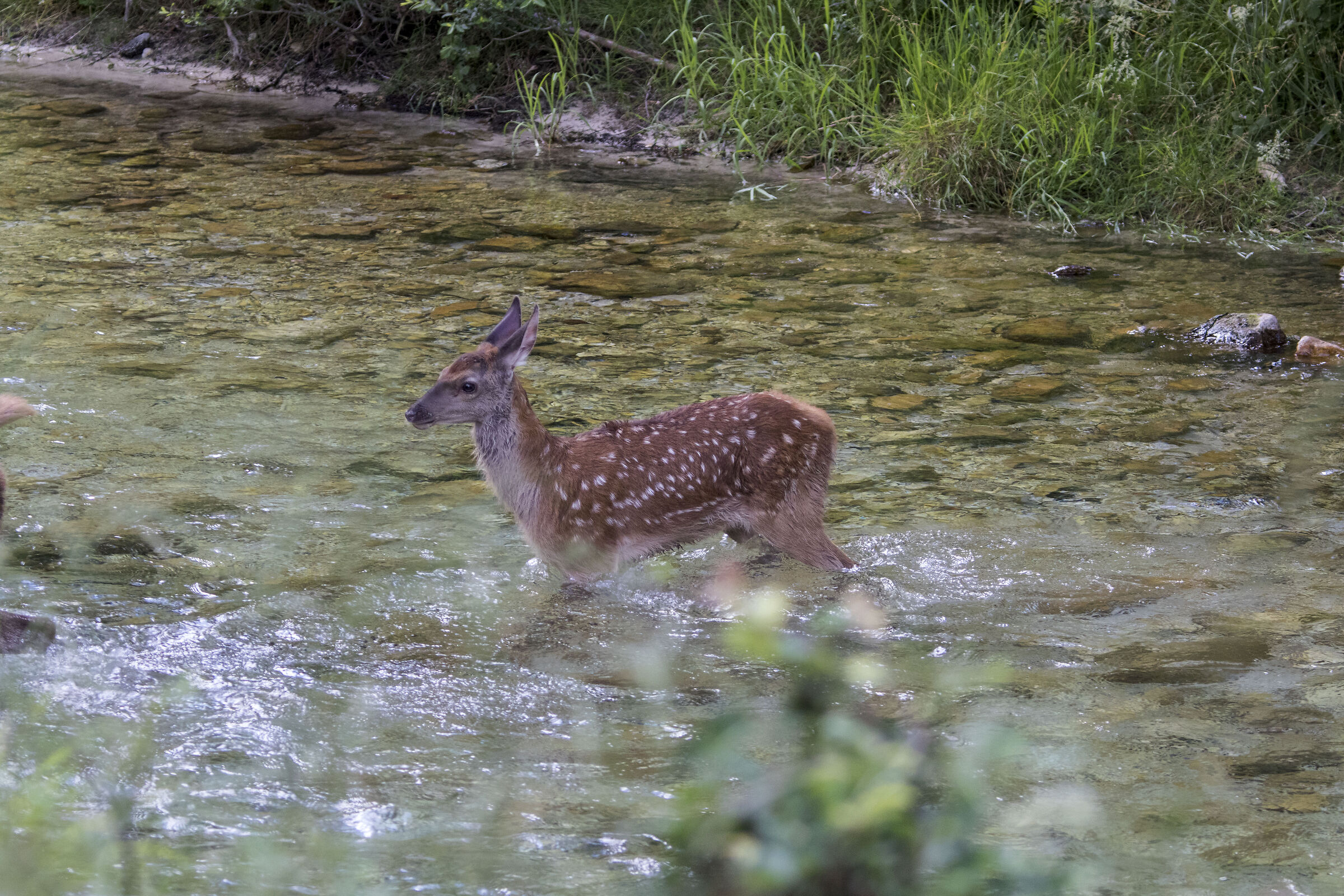 Fawn on the Sangro river (Abruzzo)
