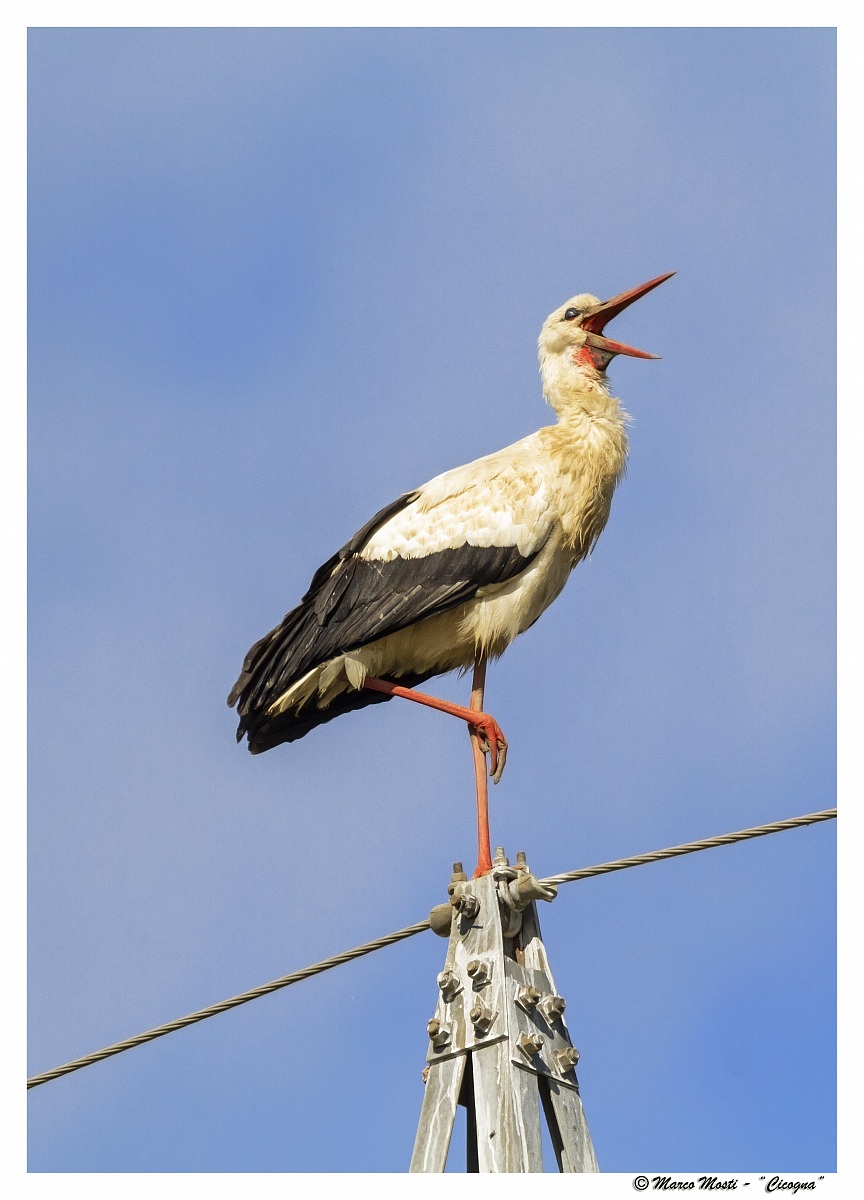 The Stork Giuliva ..