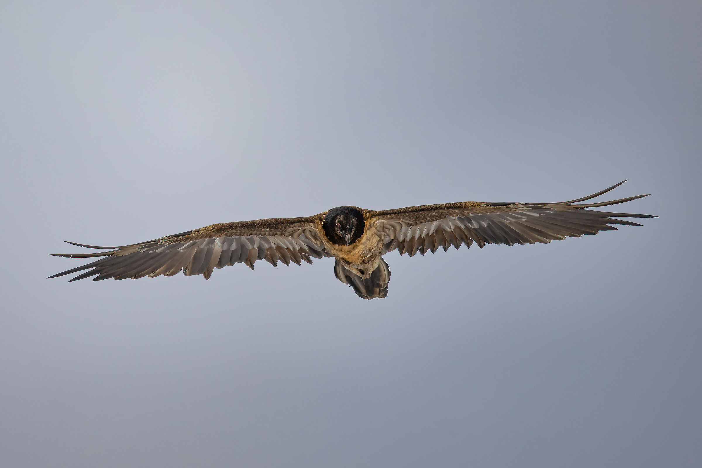 Gypaetus barbatus - Parco Nazionale del Gran Paradiso