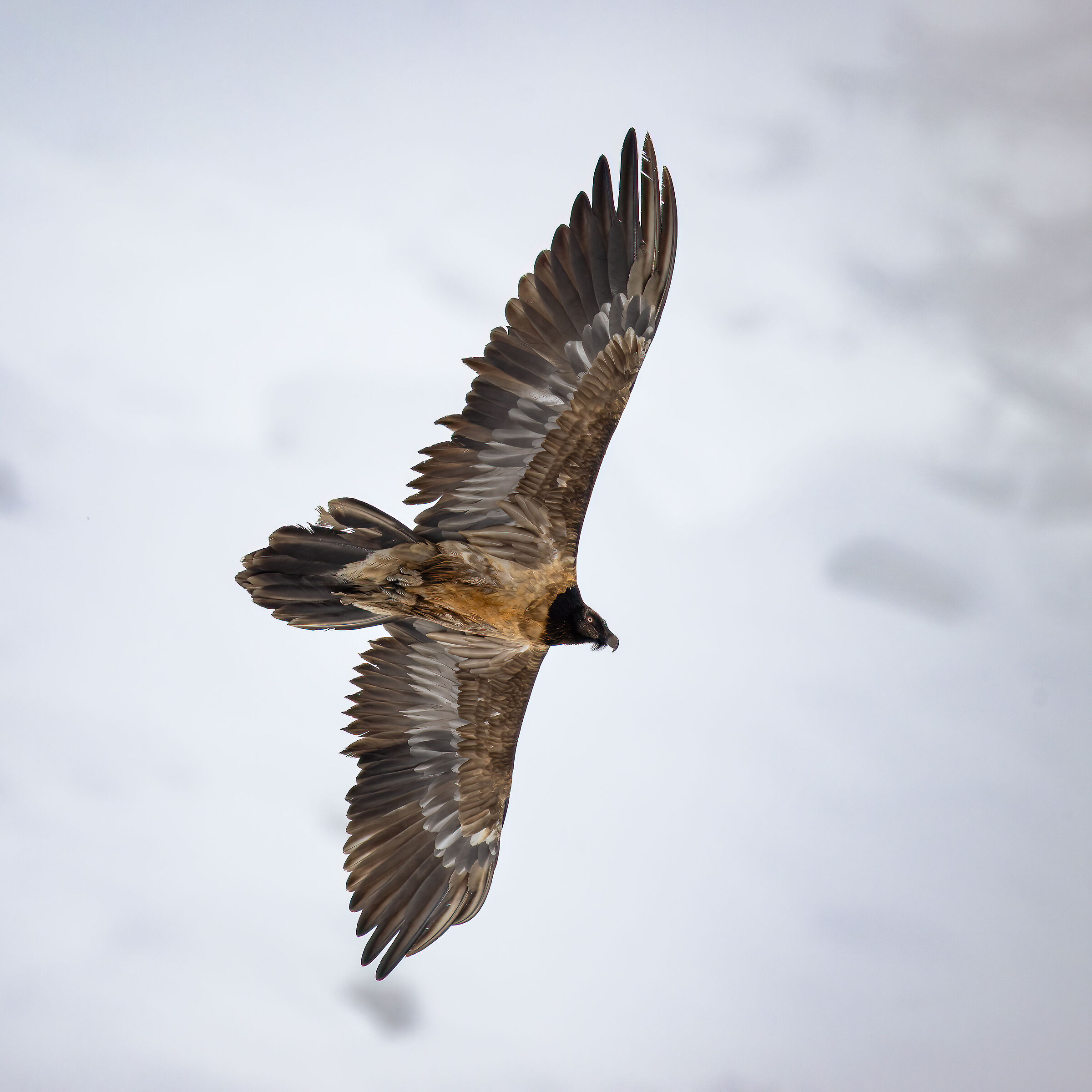 Gypaetus barbatus - Gran Paradiso National Park