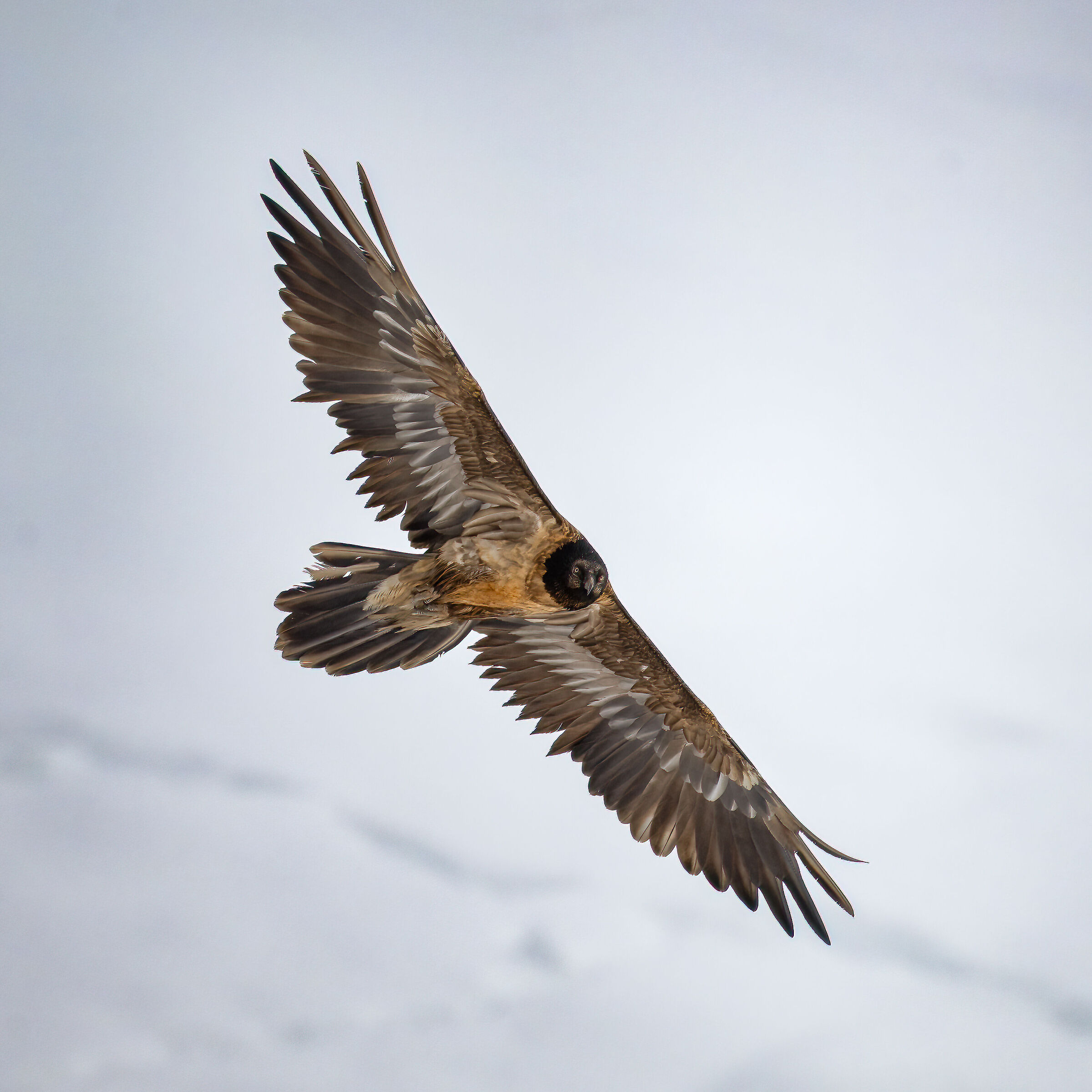 Gypaetus barbatus - Gran Paradiso National Park