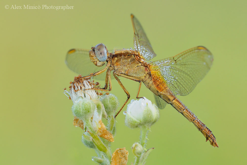Crocothemis erythraea