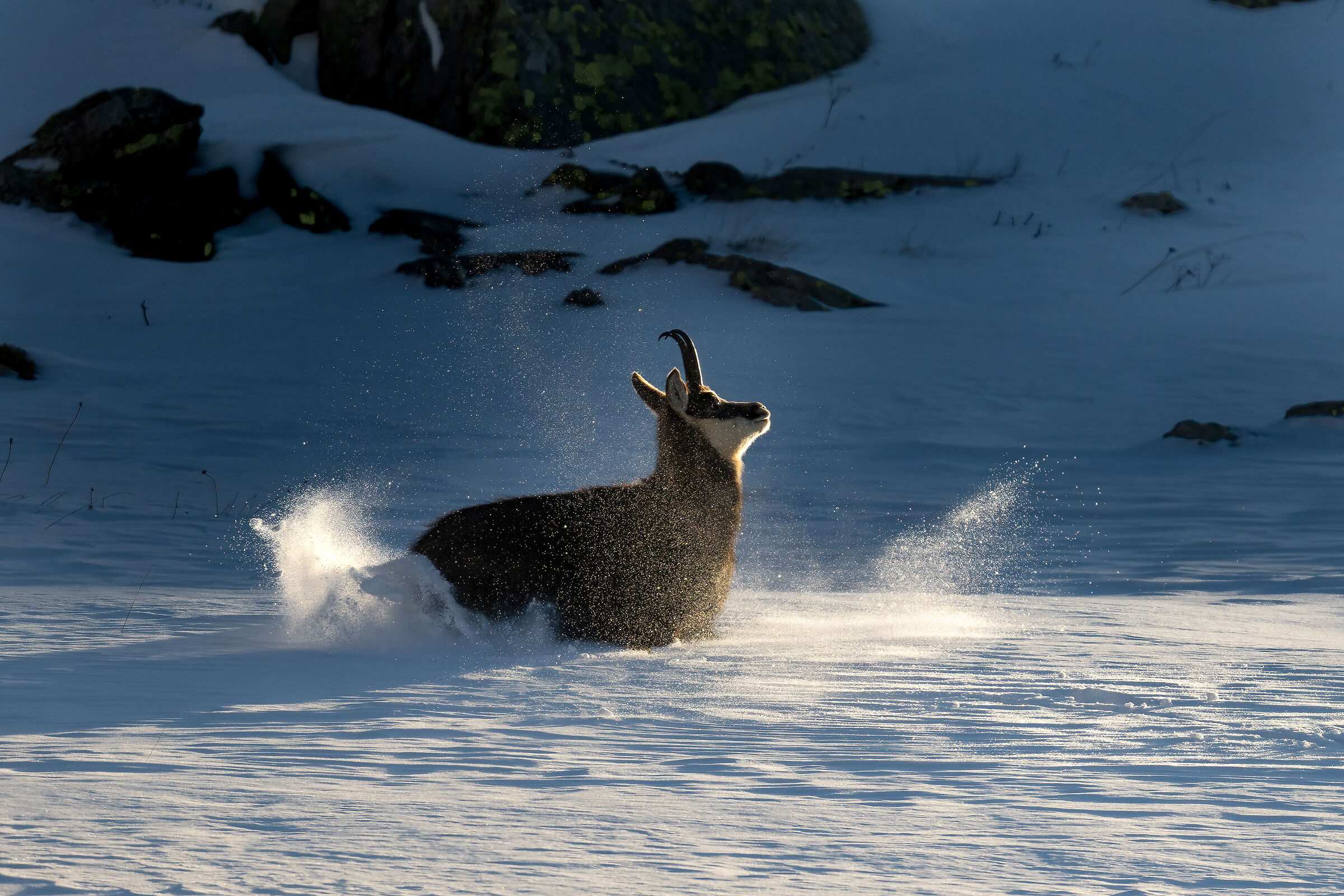 Chamois - Gran Paradiso National Park
