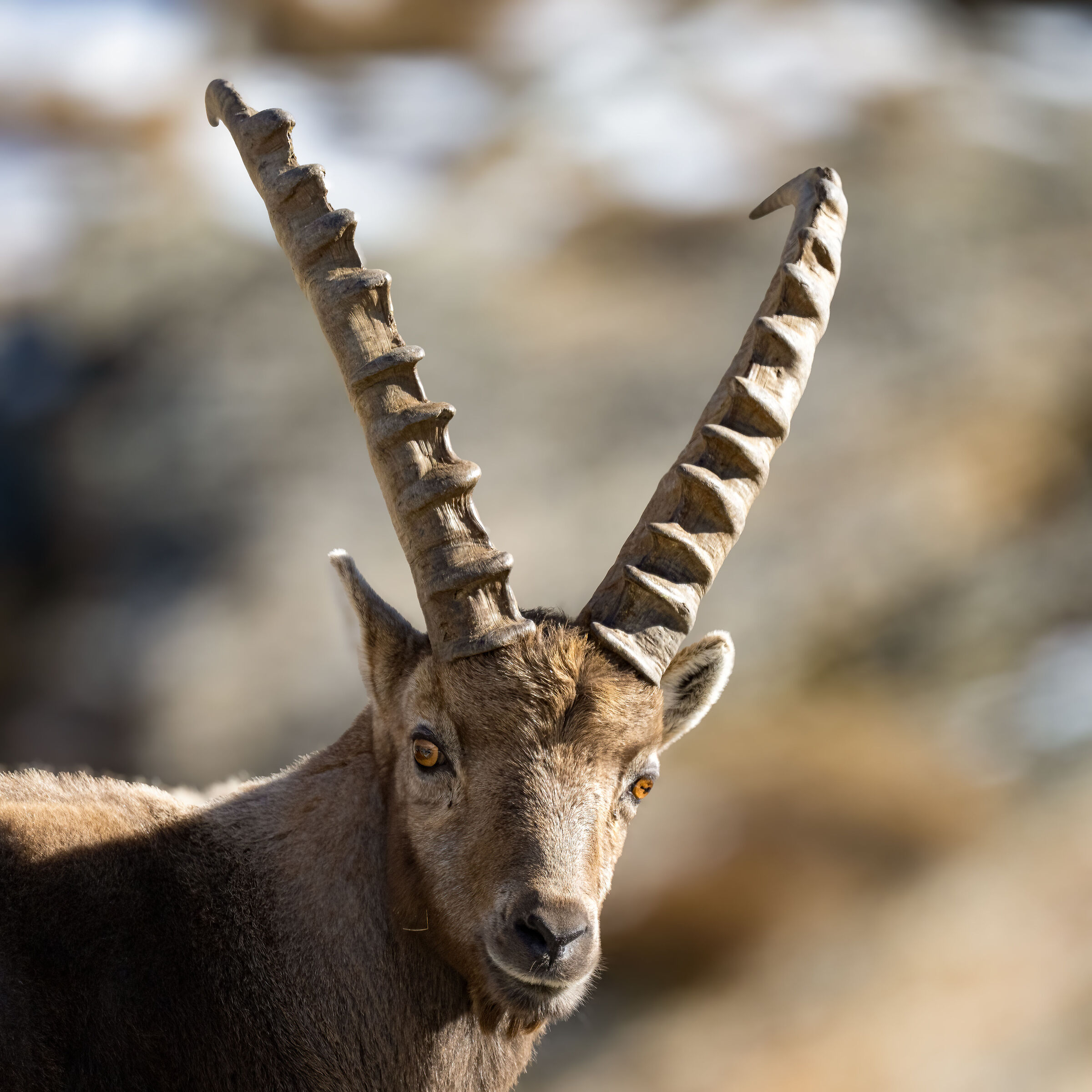 Ibex - Gran Paradiso National Park