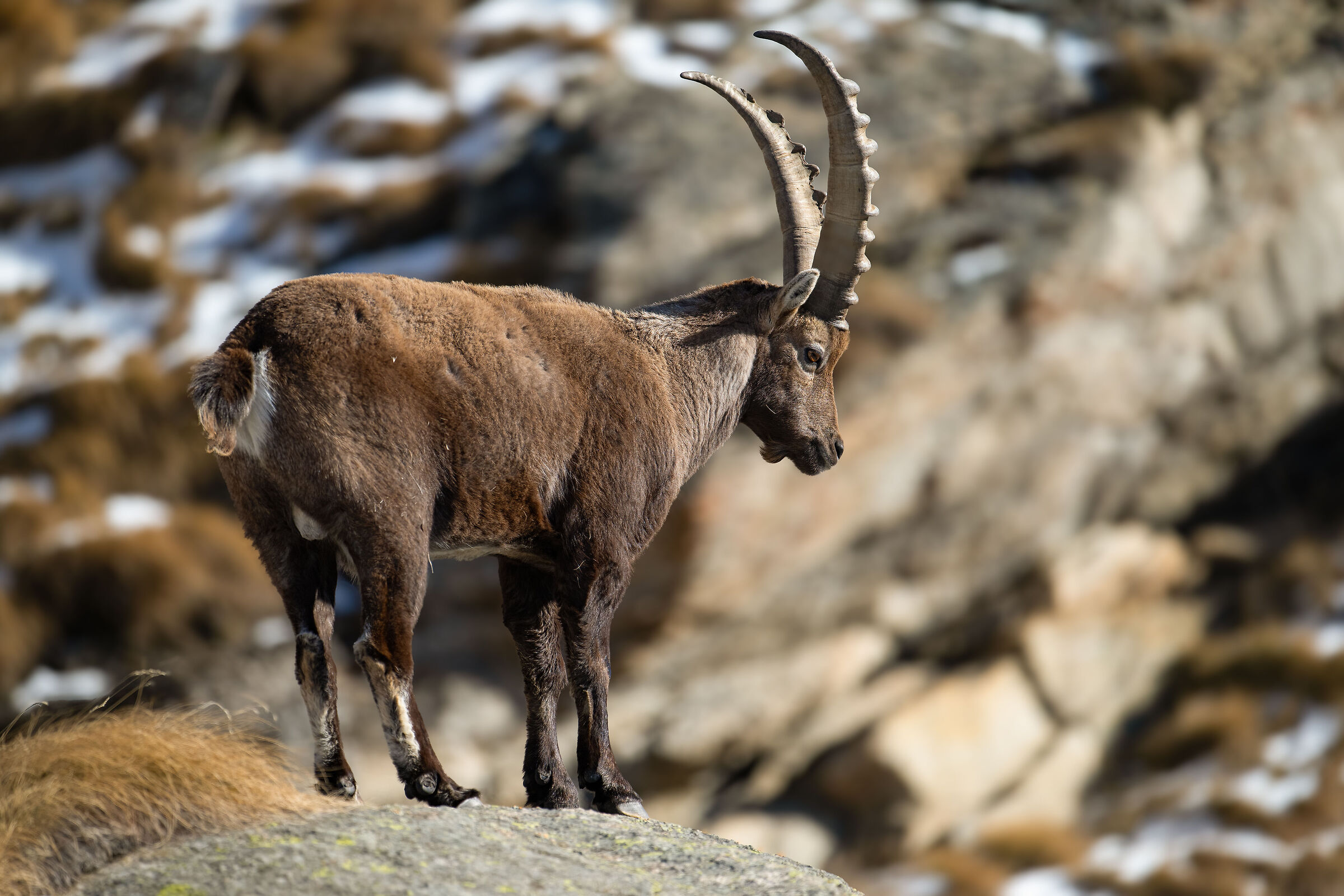 Ibex - Gran Paradiso National Park