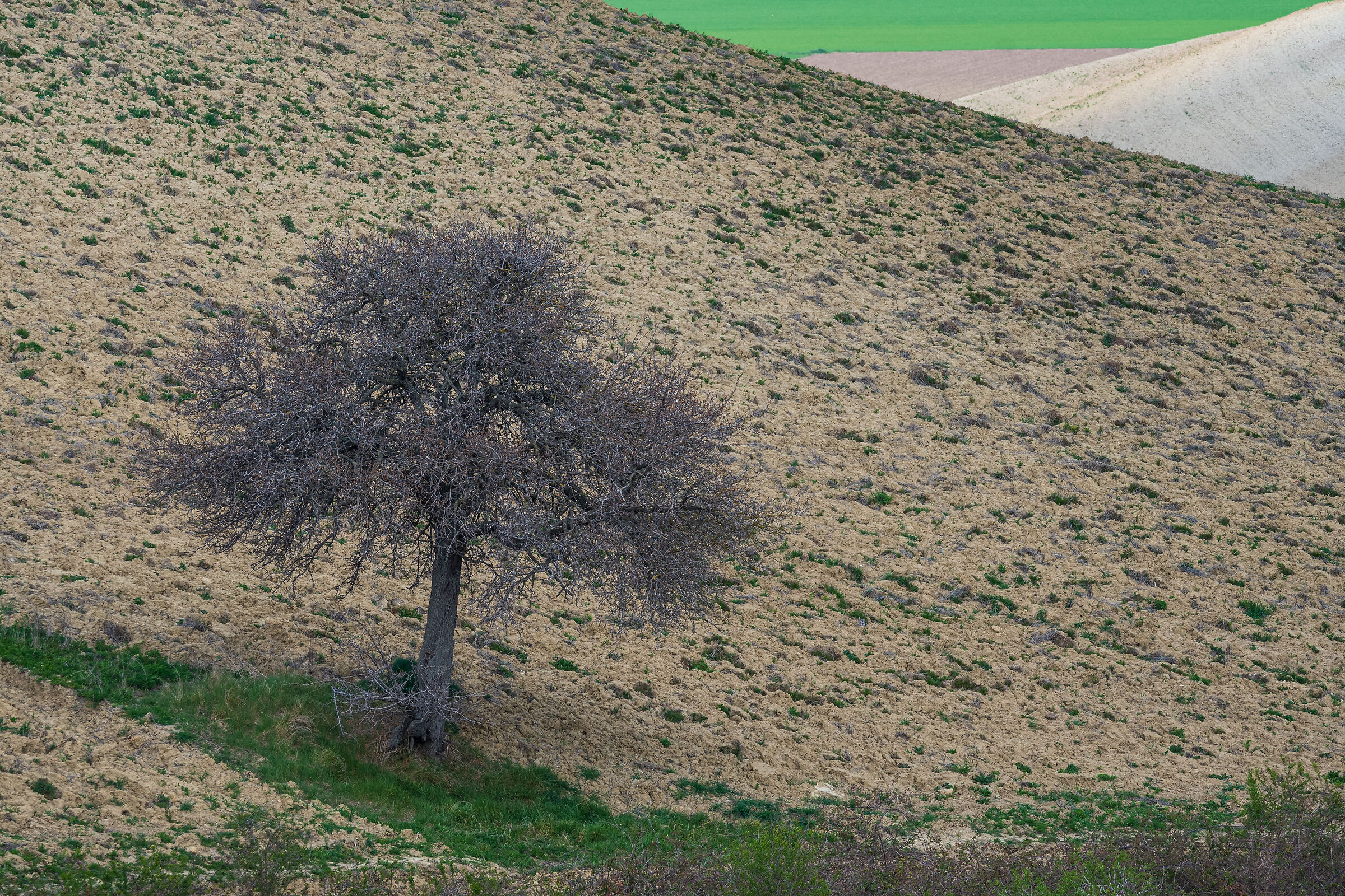 Countryside #5