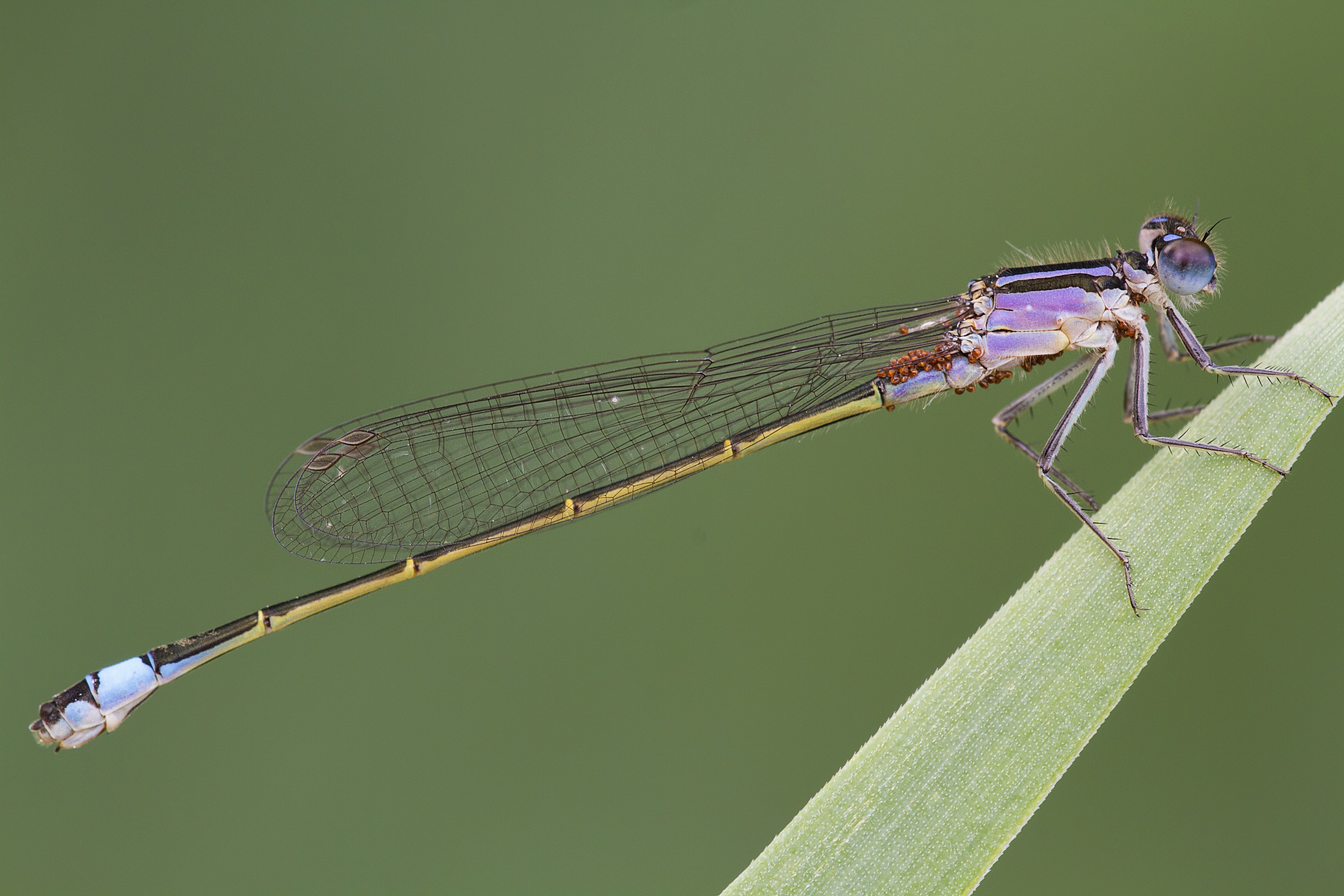 Dragonfly with water mites