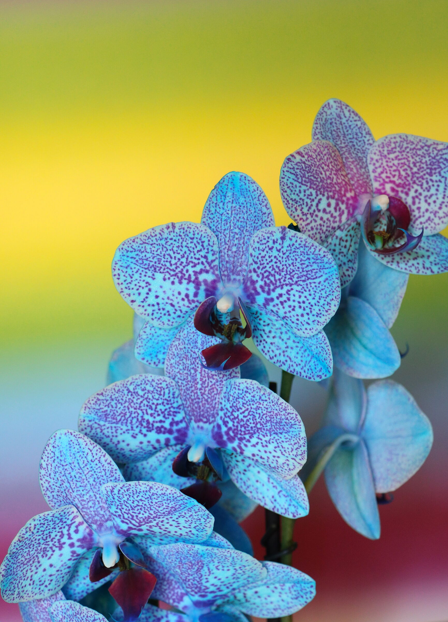 l'orchidea