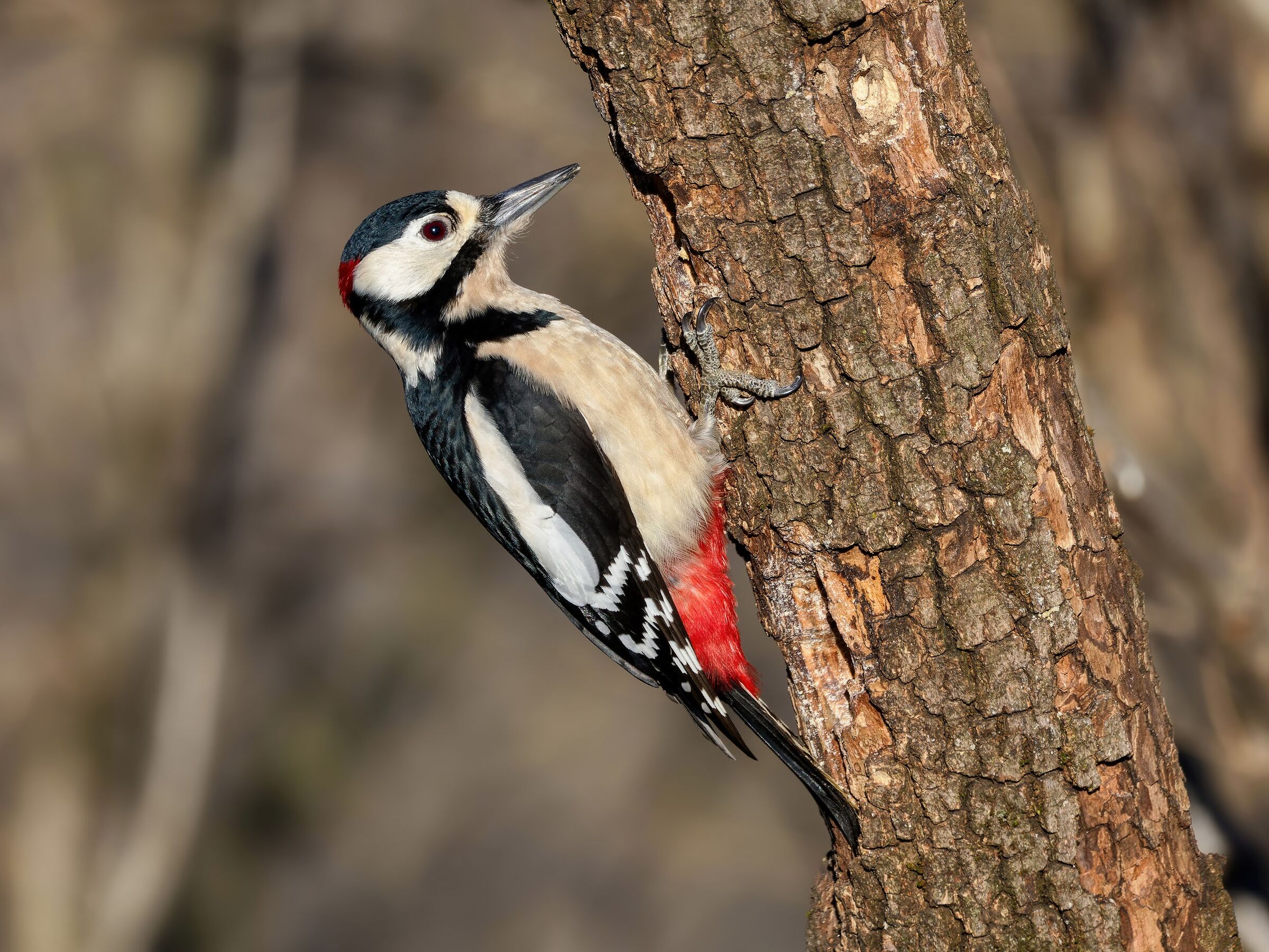 Great Spotted Woodpecker (m)