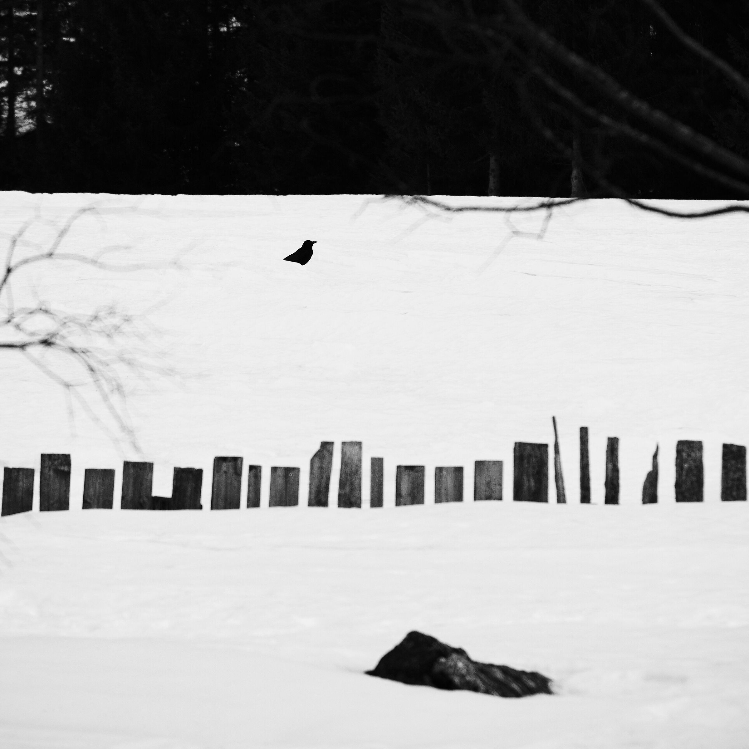 The Raven and the Snow