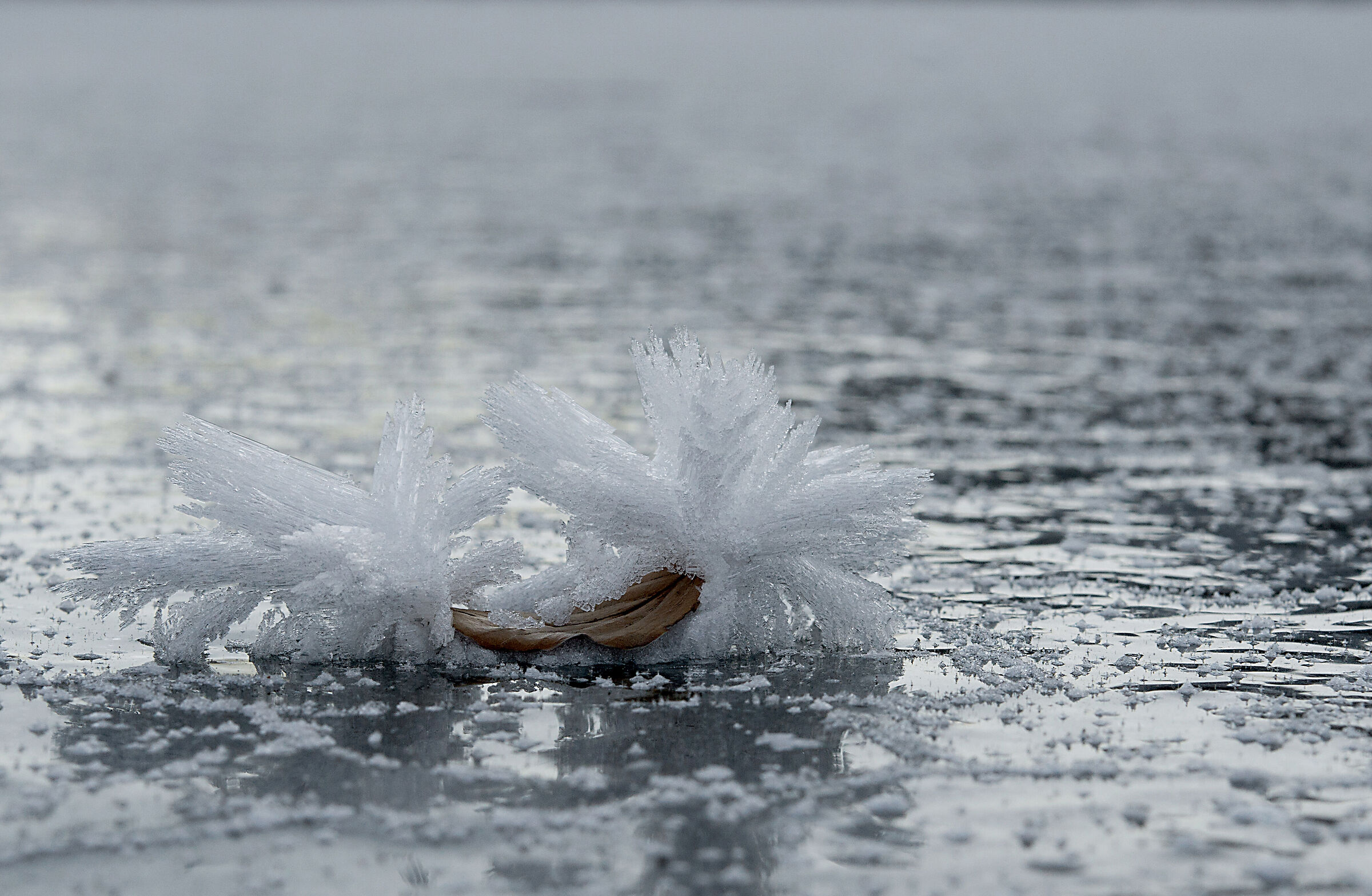 Frost