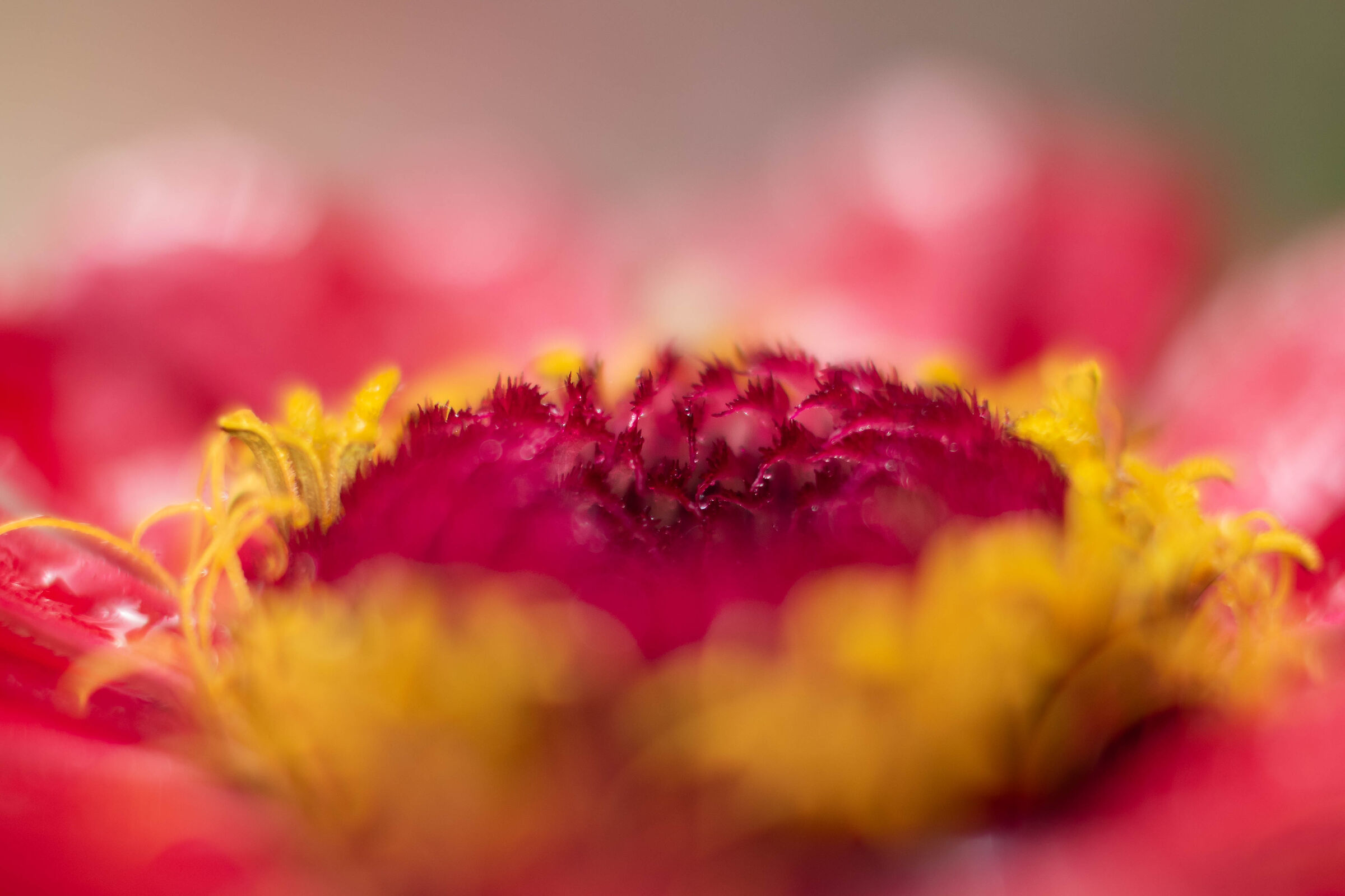 Zinnia