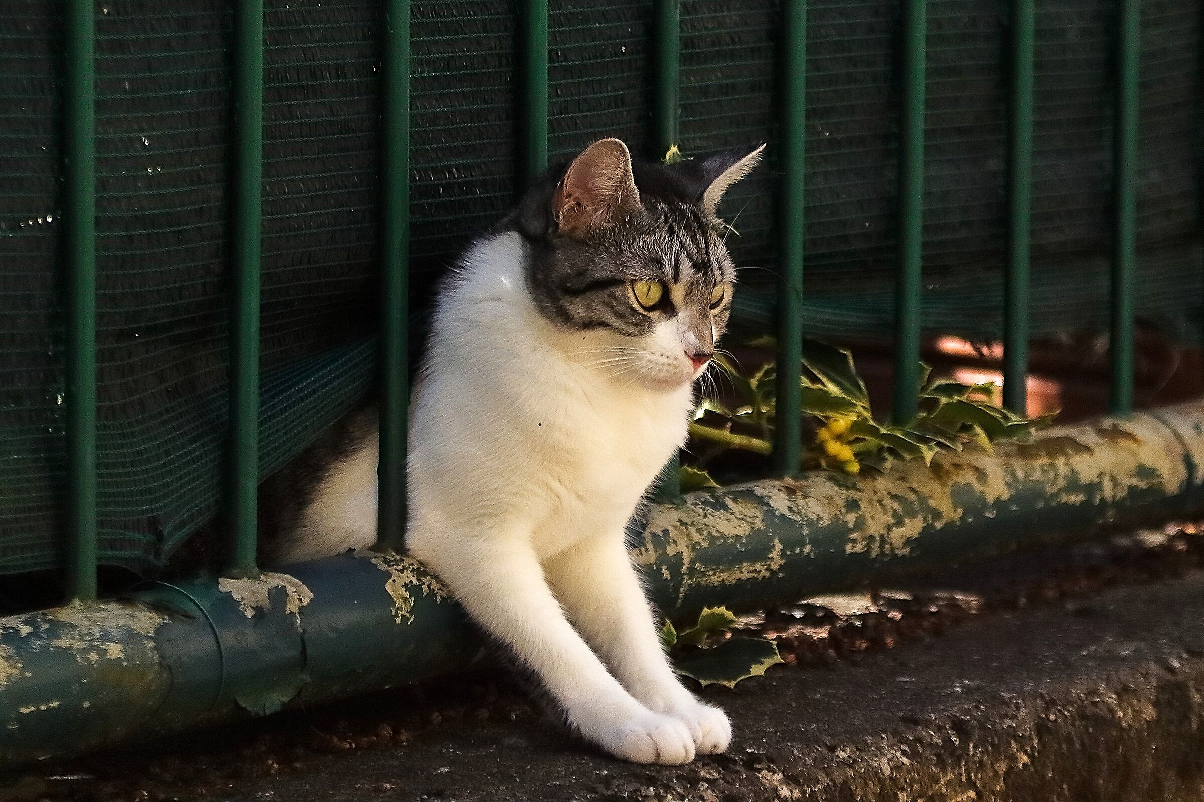 Kira 11 agosto 2024 - 9973