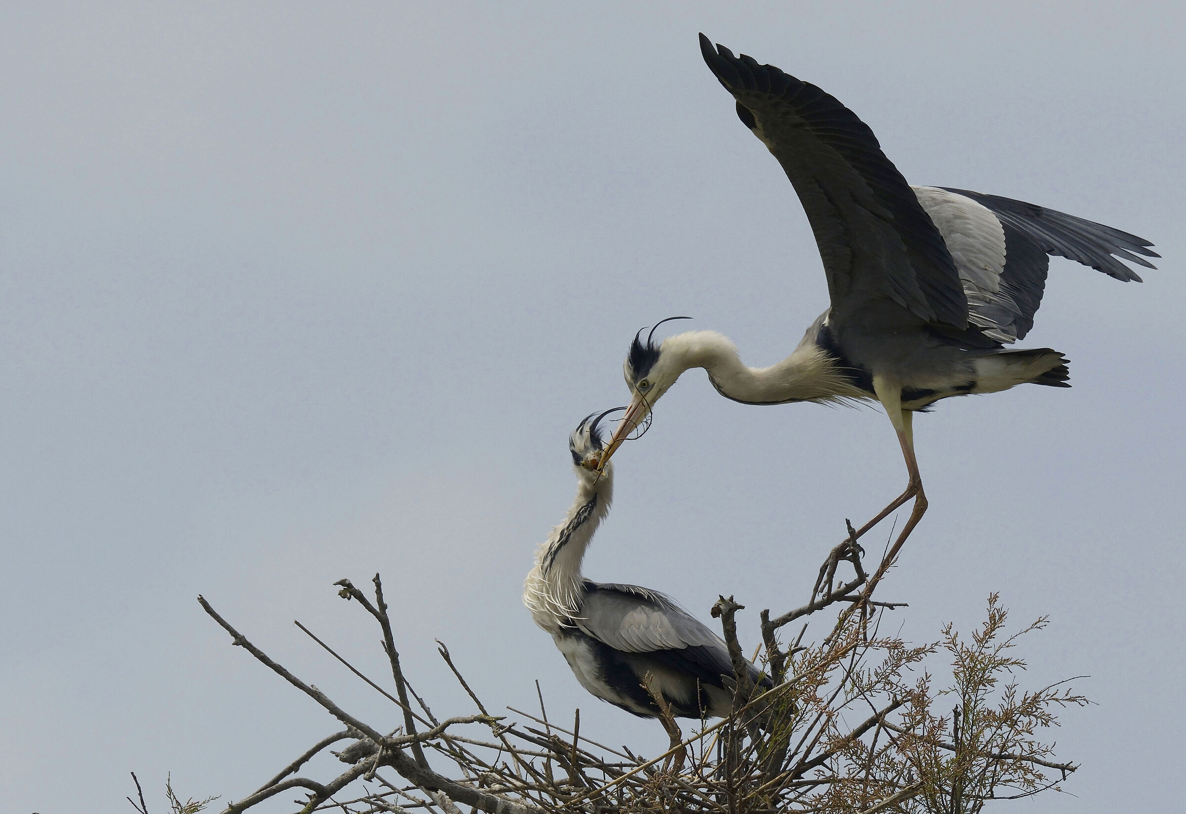 Pair of grey herons