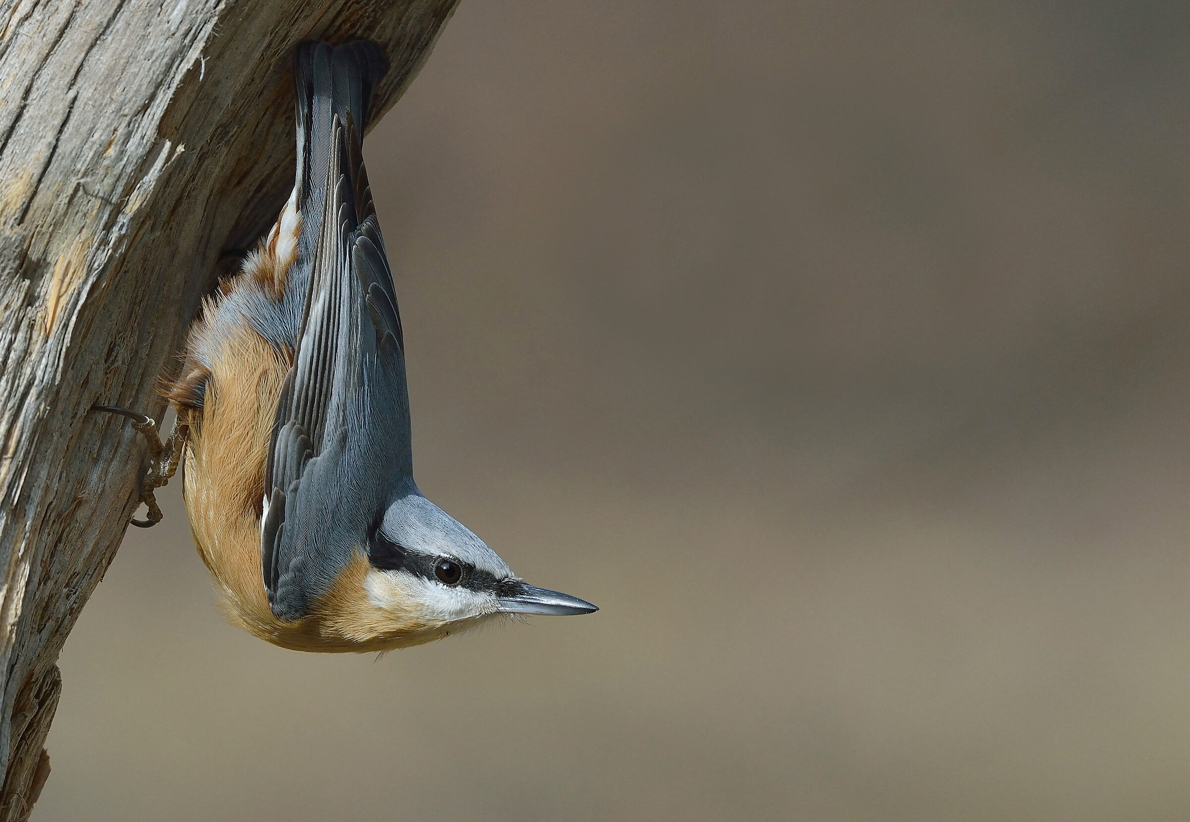 Wood nuthatch