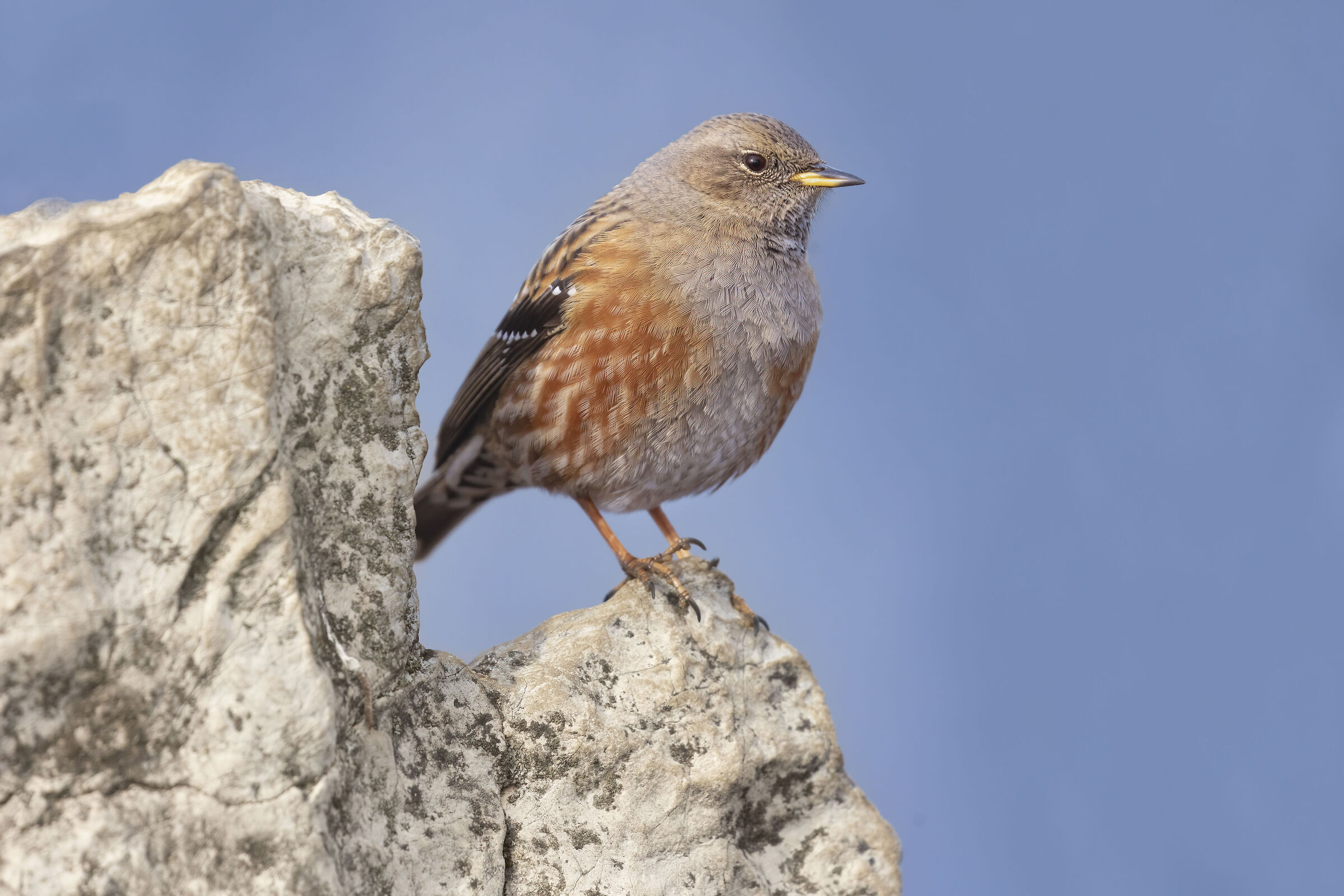 in cima alla montagna, sordone