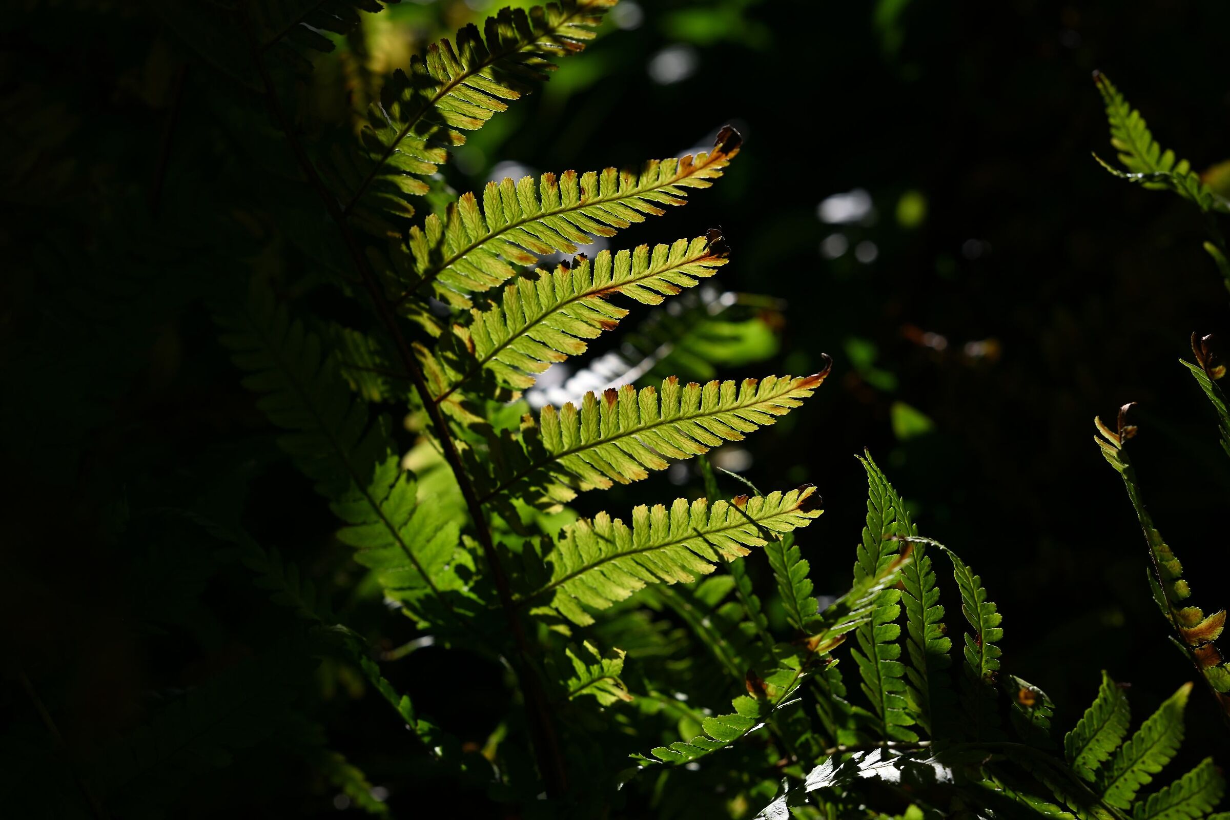 Lendinara (Ro) 16.01.25