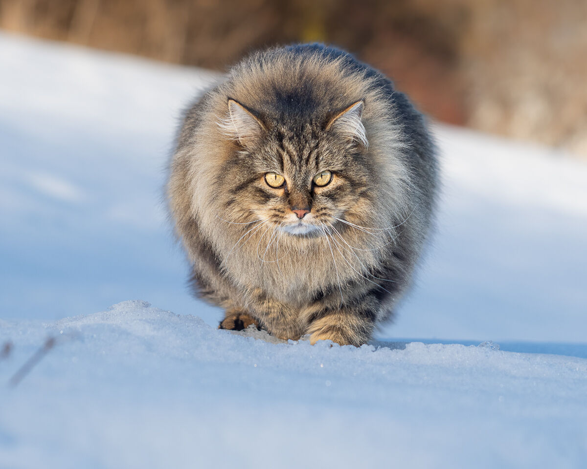 The snowcat