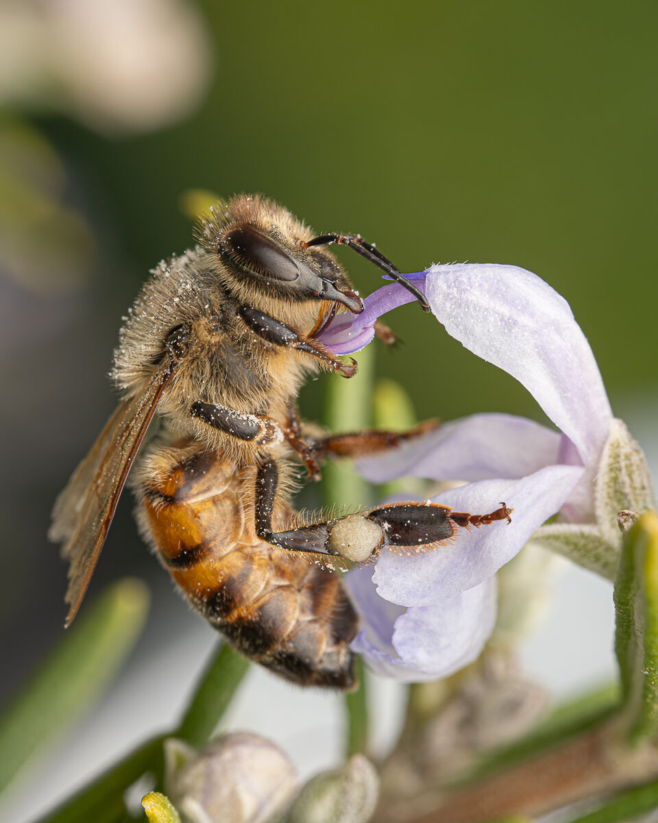greedy bee