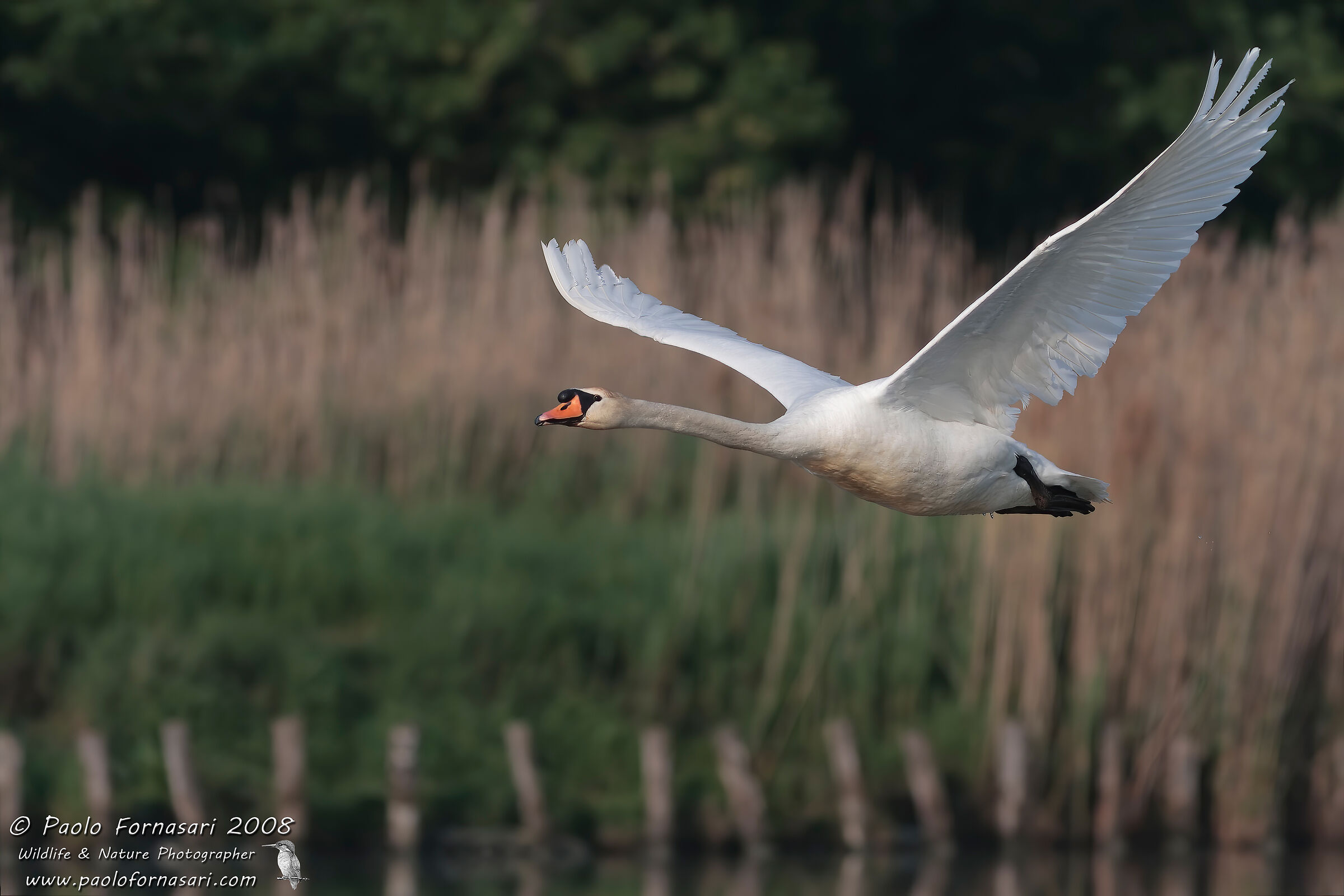 Swan