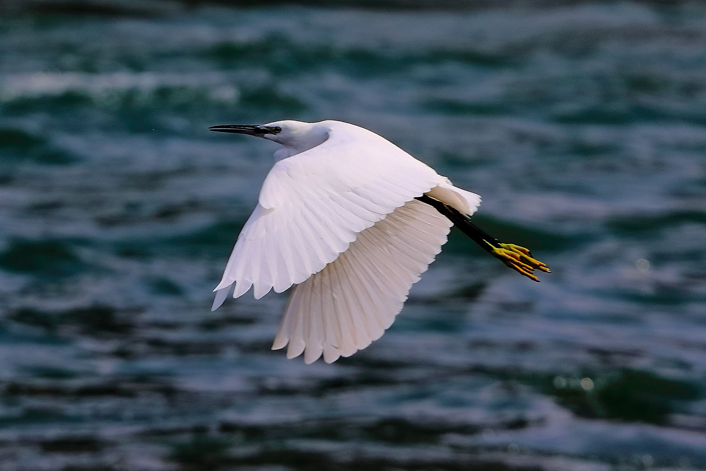 Garzetta 11 settembre 2024 - 0007