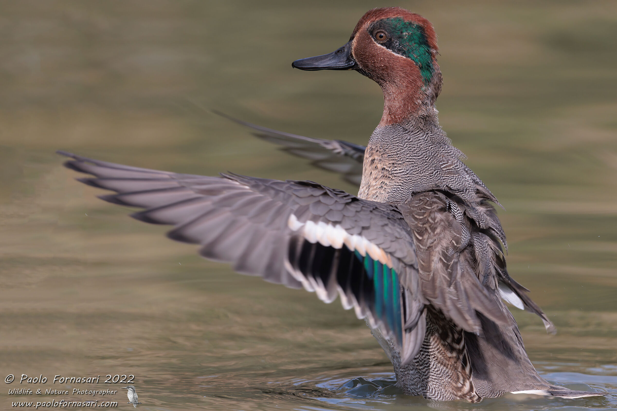 Teal