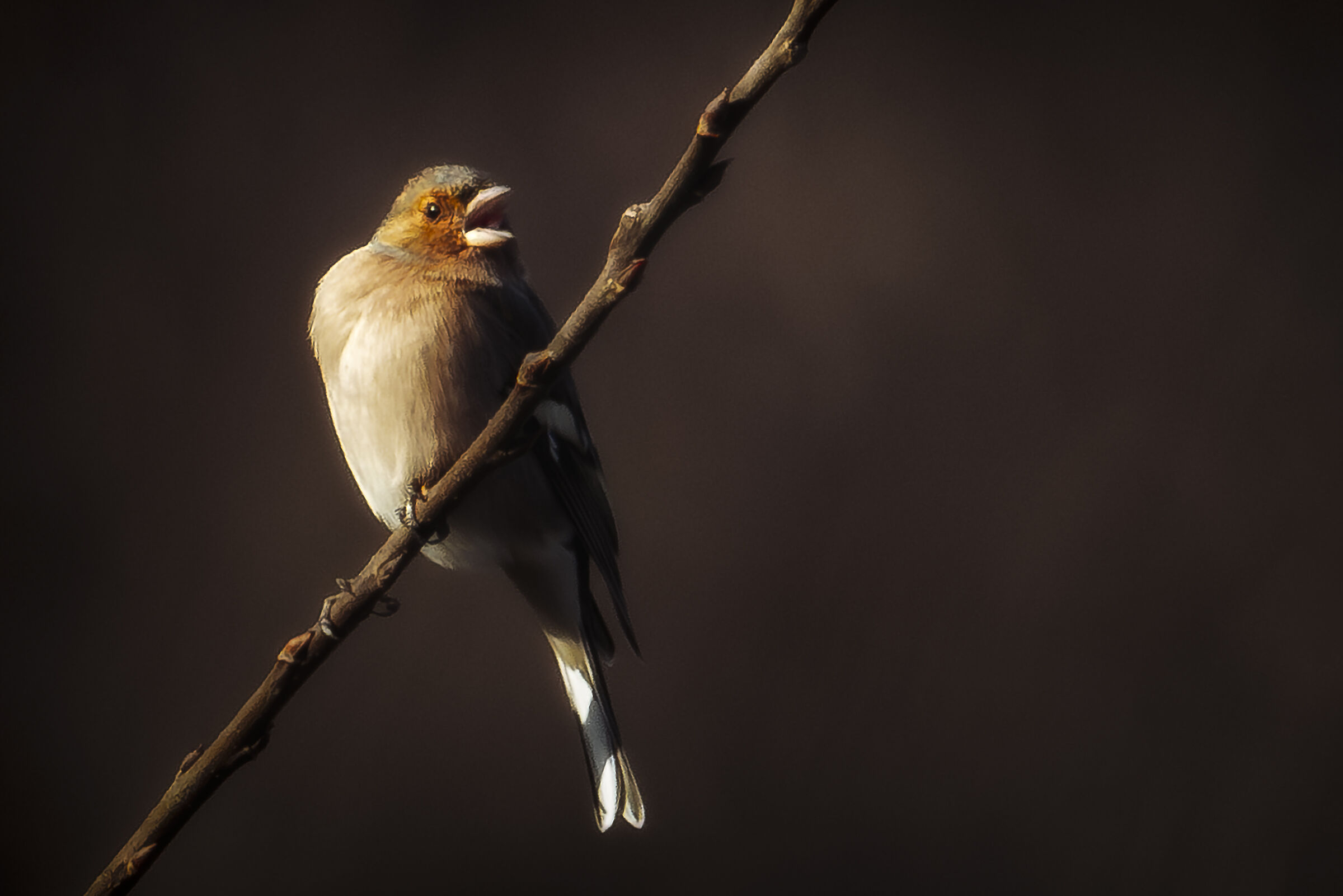 Finch behind the house