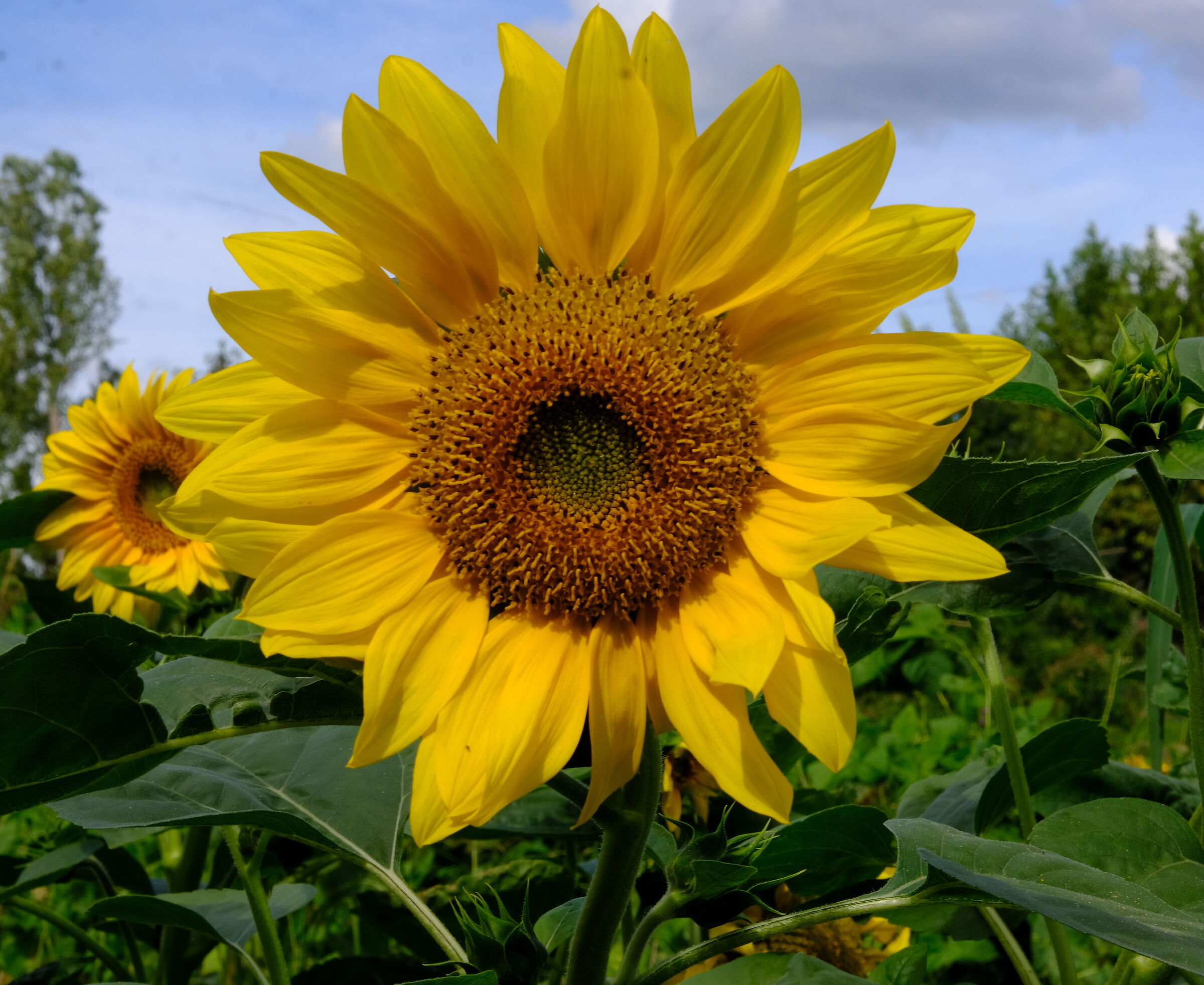 girasole